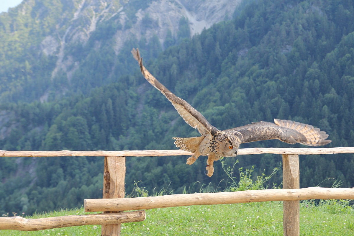 Gufo Reale: manifestazione falconeria
