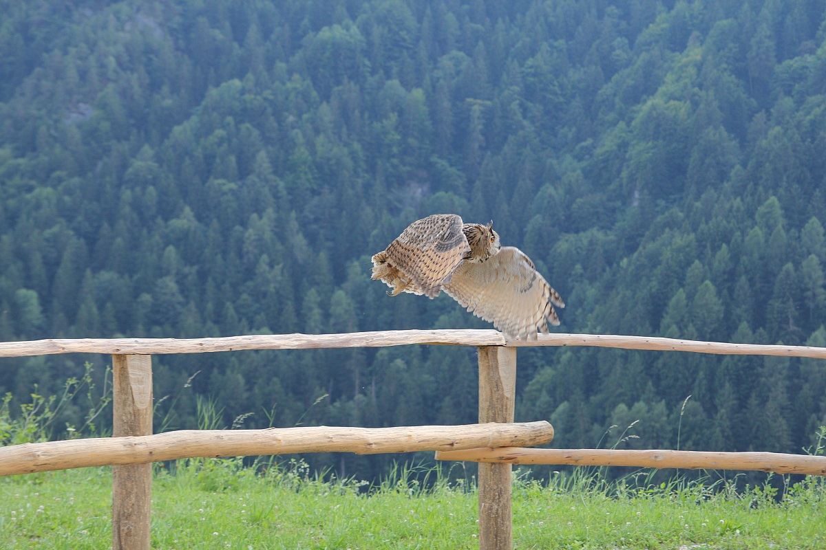 Gufo Reale: manifestazione falconeria