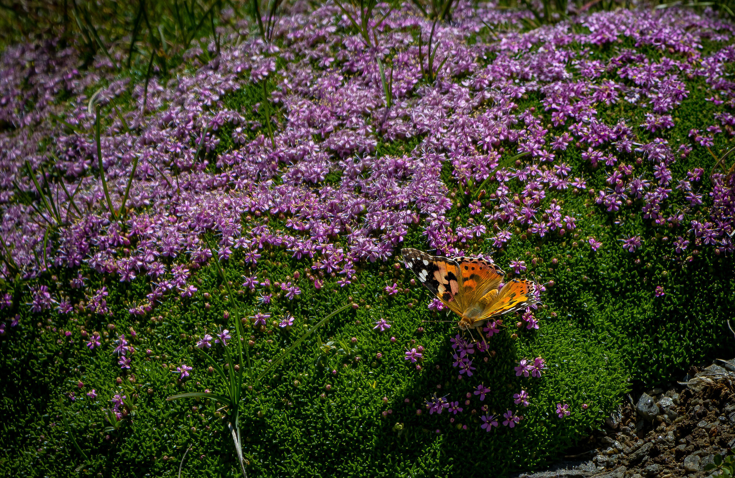 Flowers and a Butterfly...