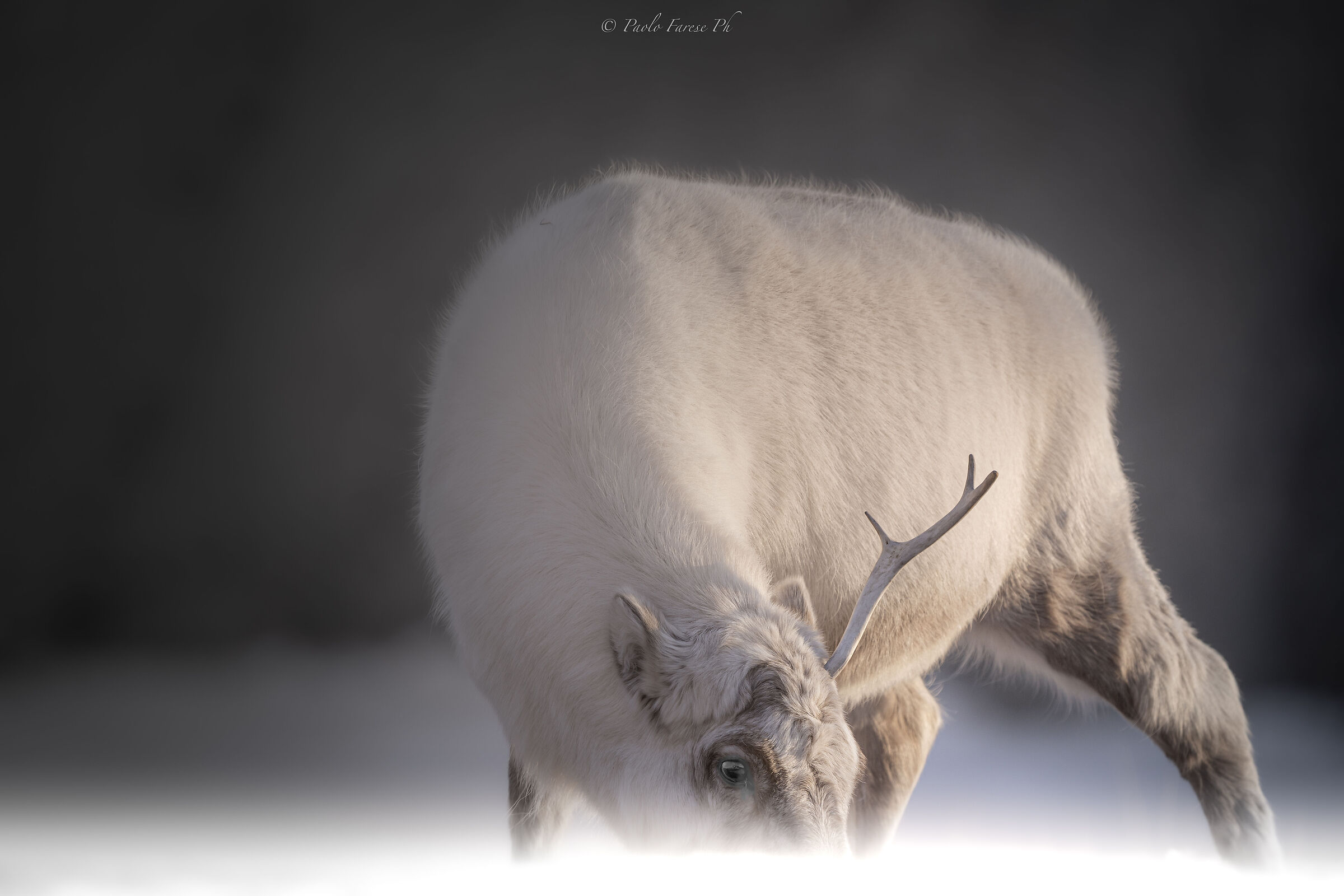 Arctic Reindeer