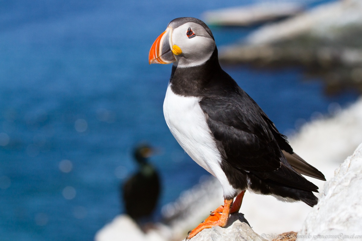 Puffin