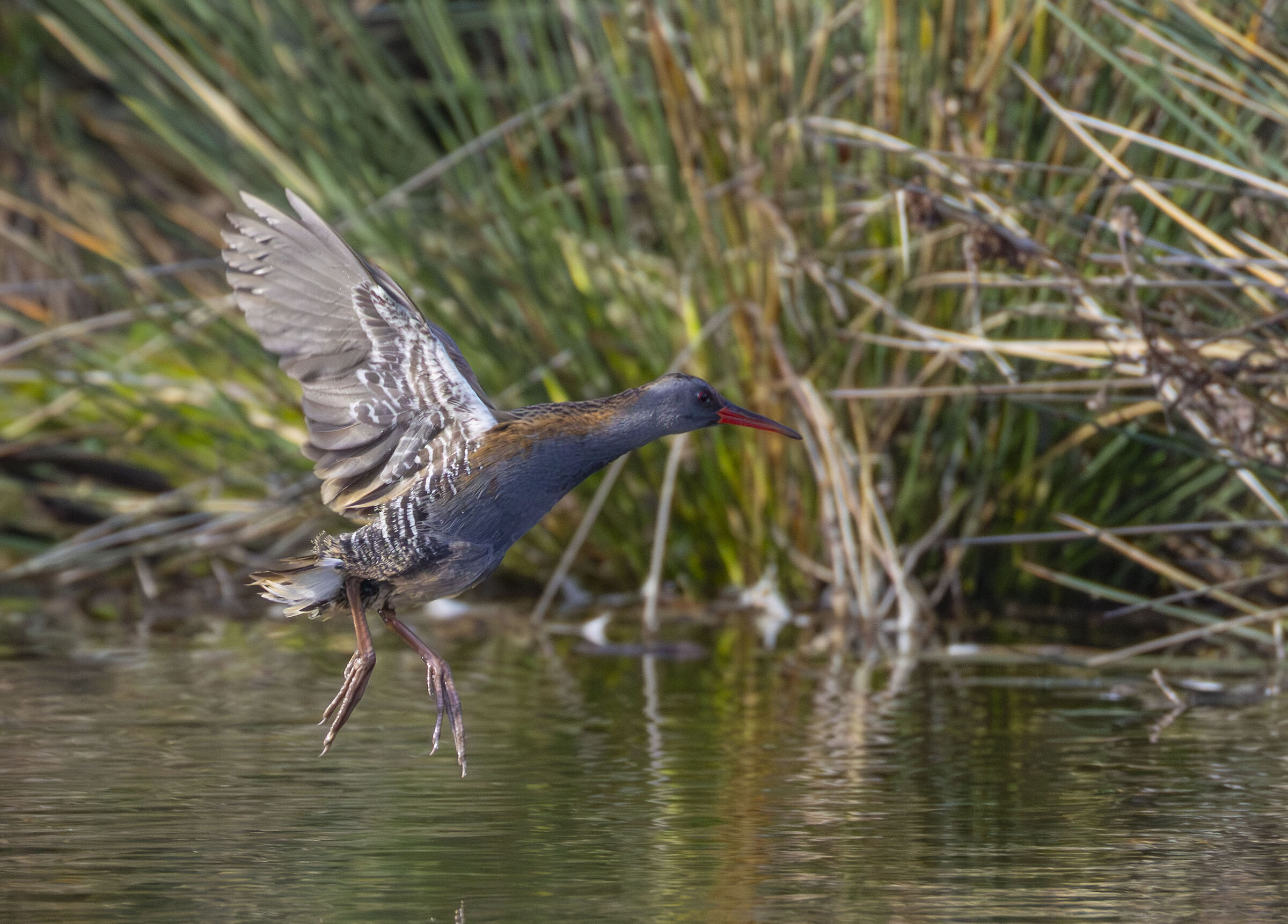 porciglione in volo