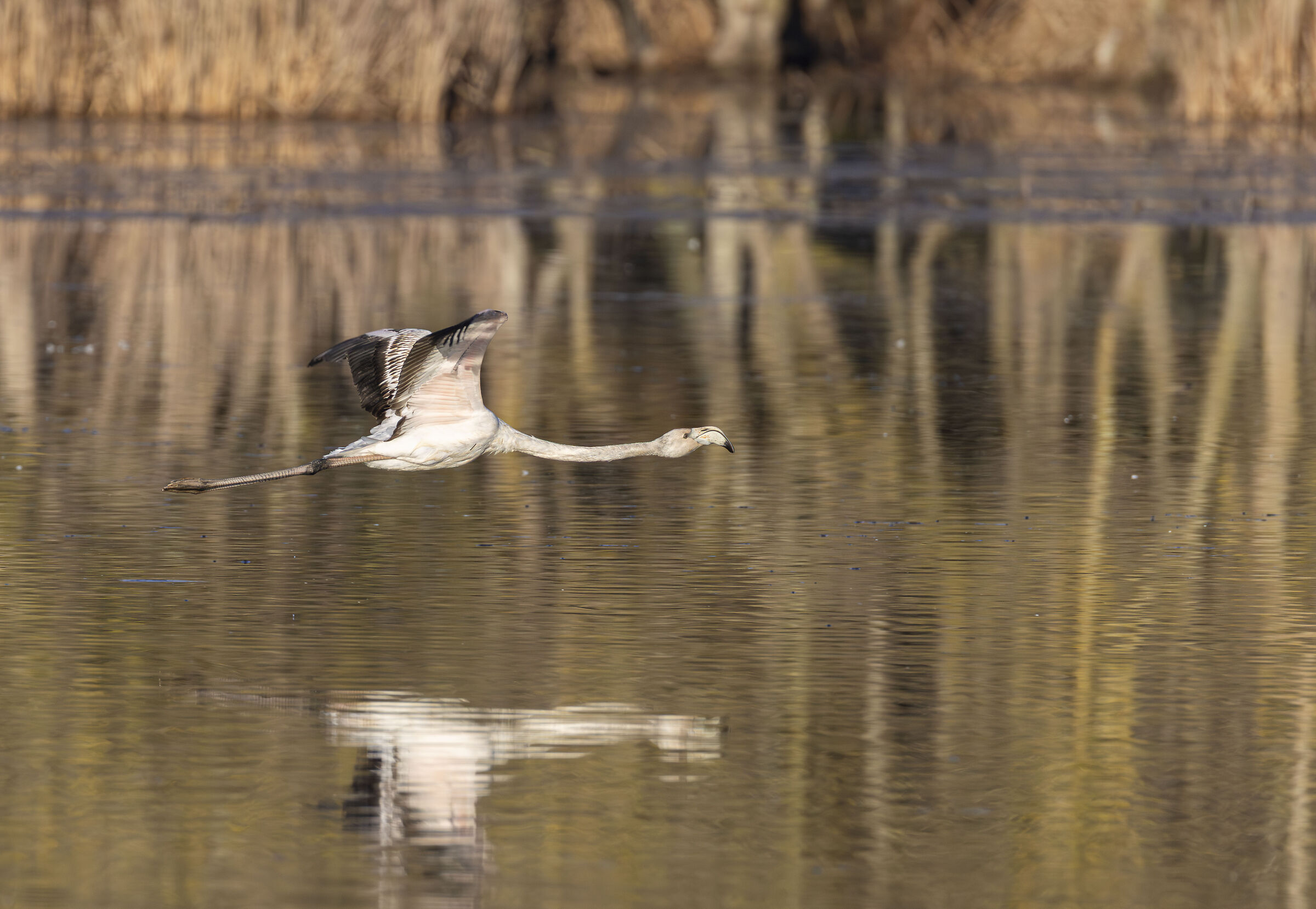 fenicottero in volo