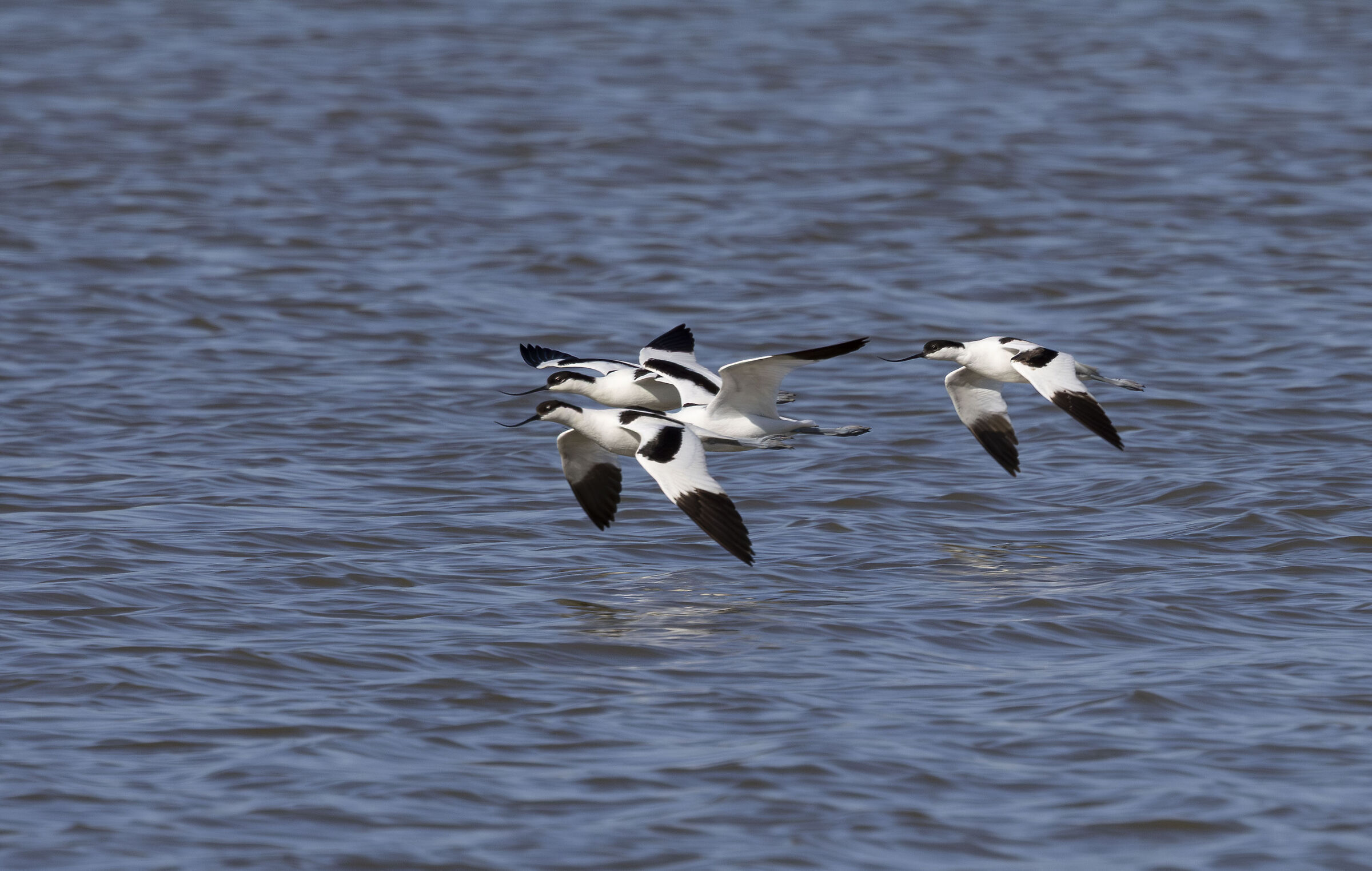 avocette
