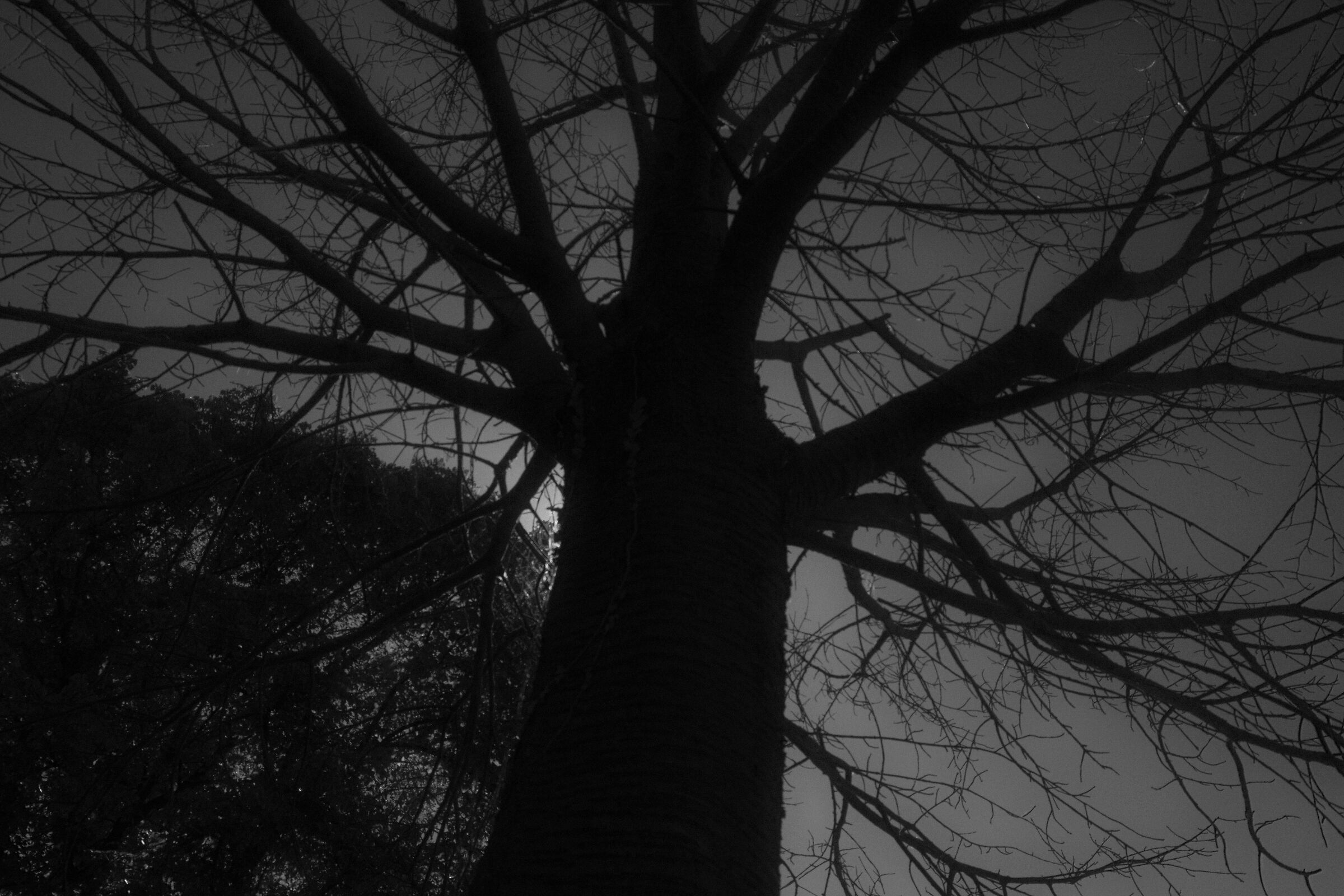 Backlight
