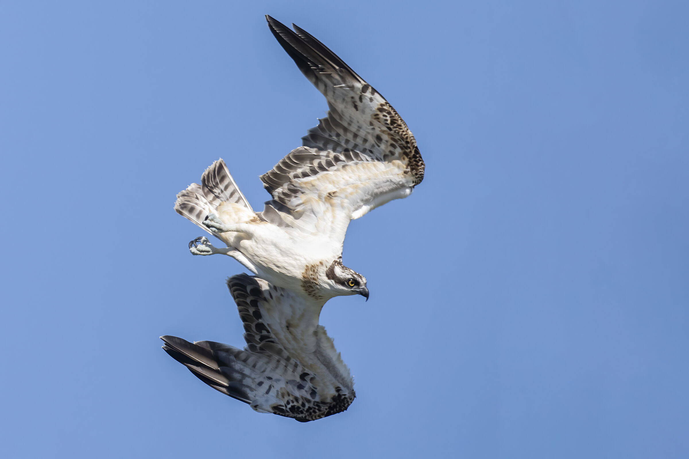osprey