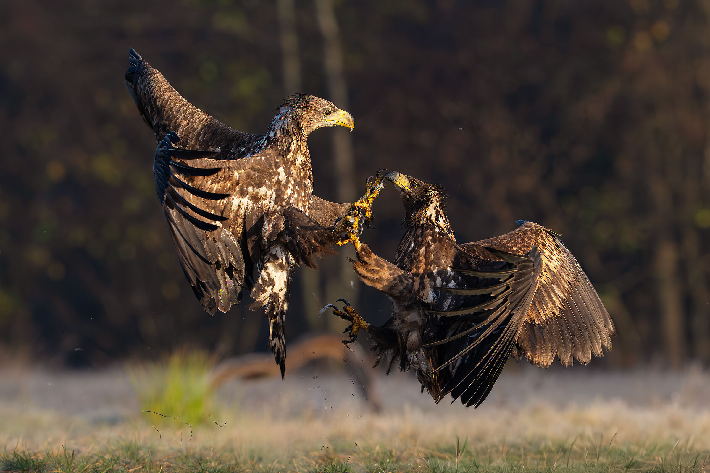 Eagle' fight