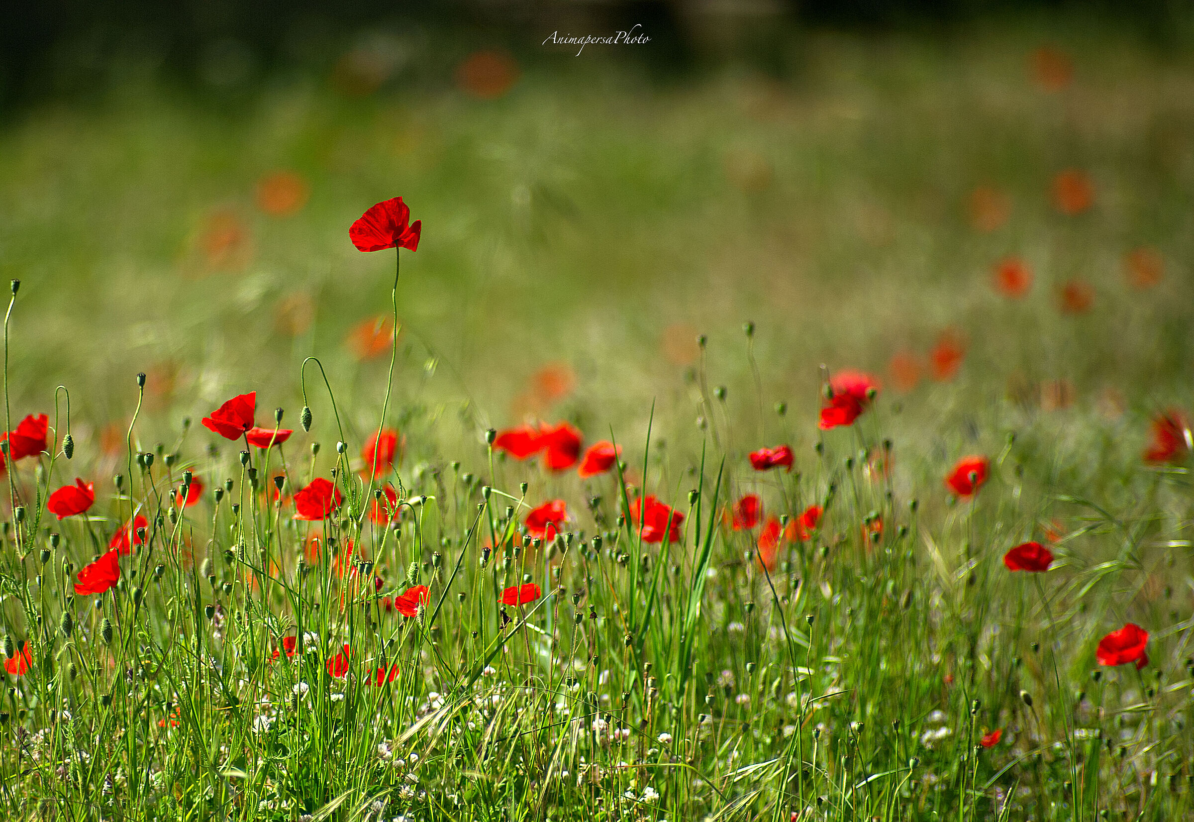 Poppies