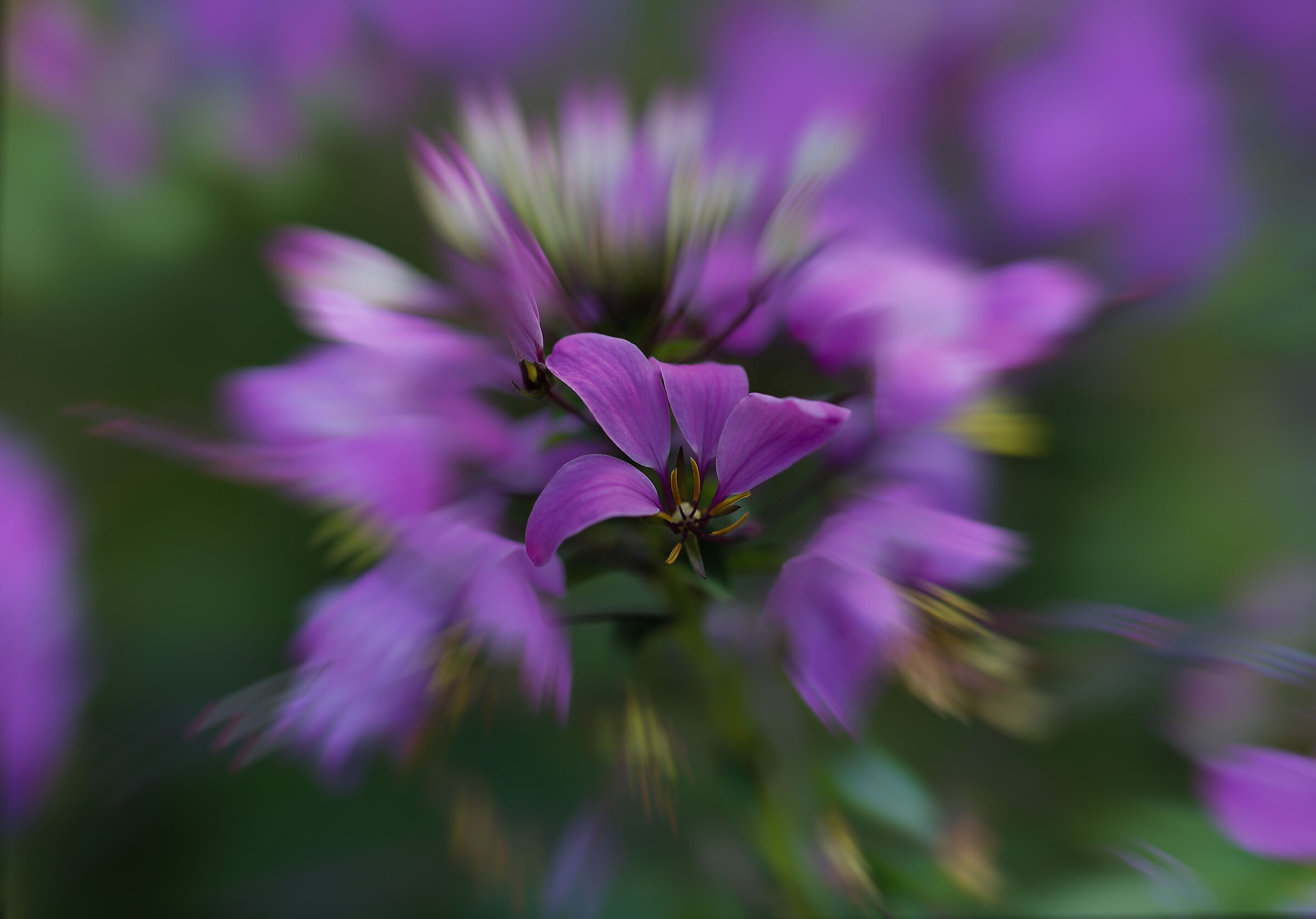 macro