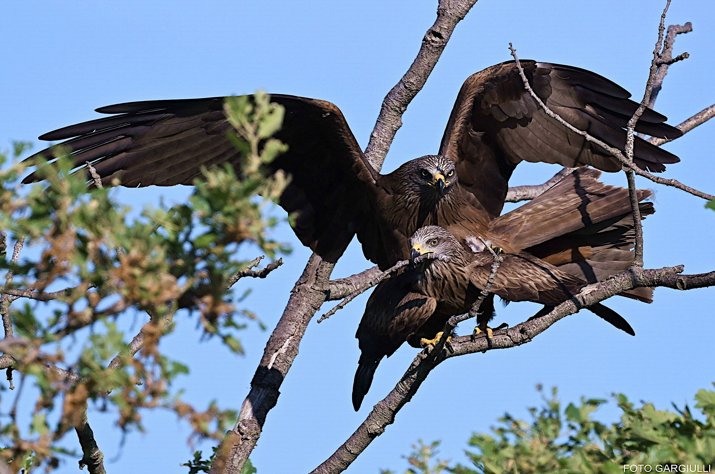 Mating between black kites