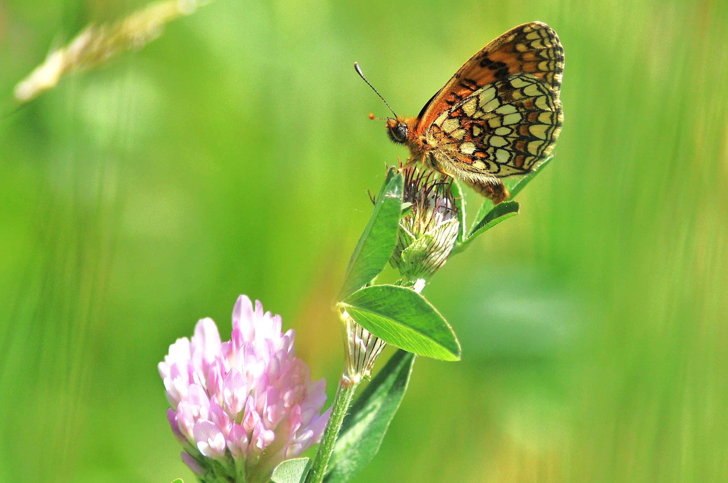 Melitaea athalia