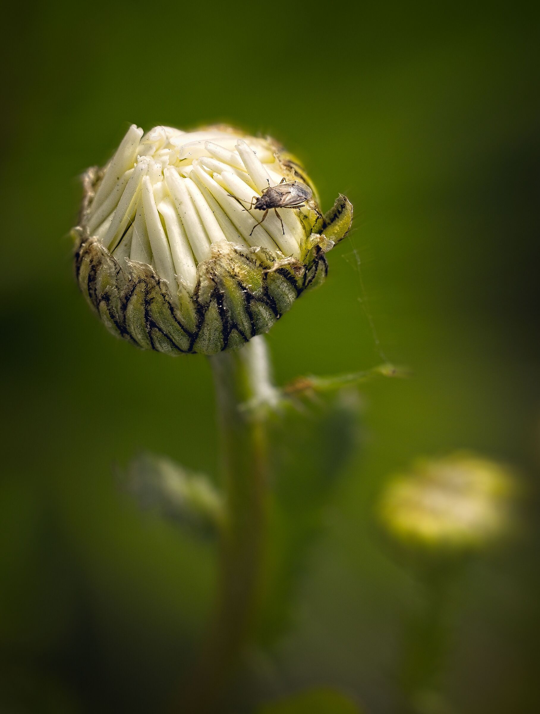 One eye daisy