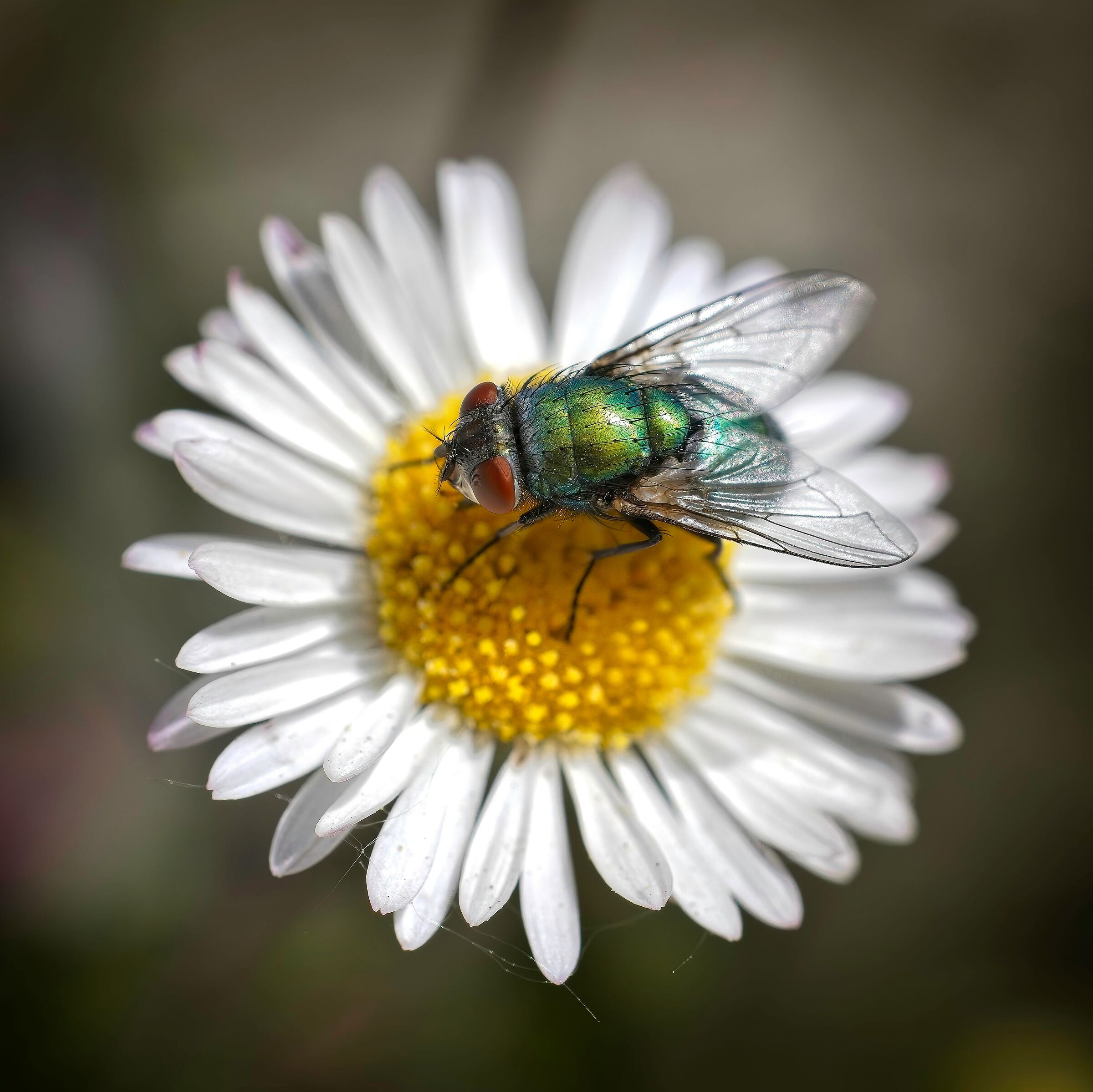 Fly