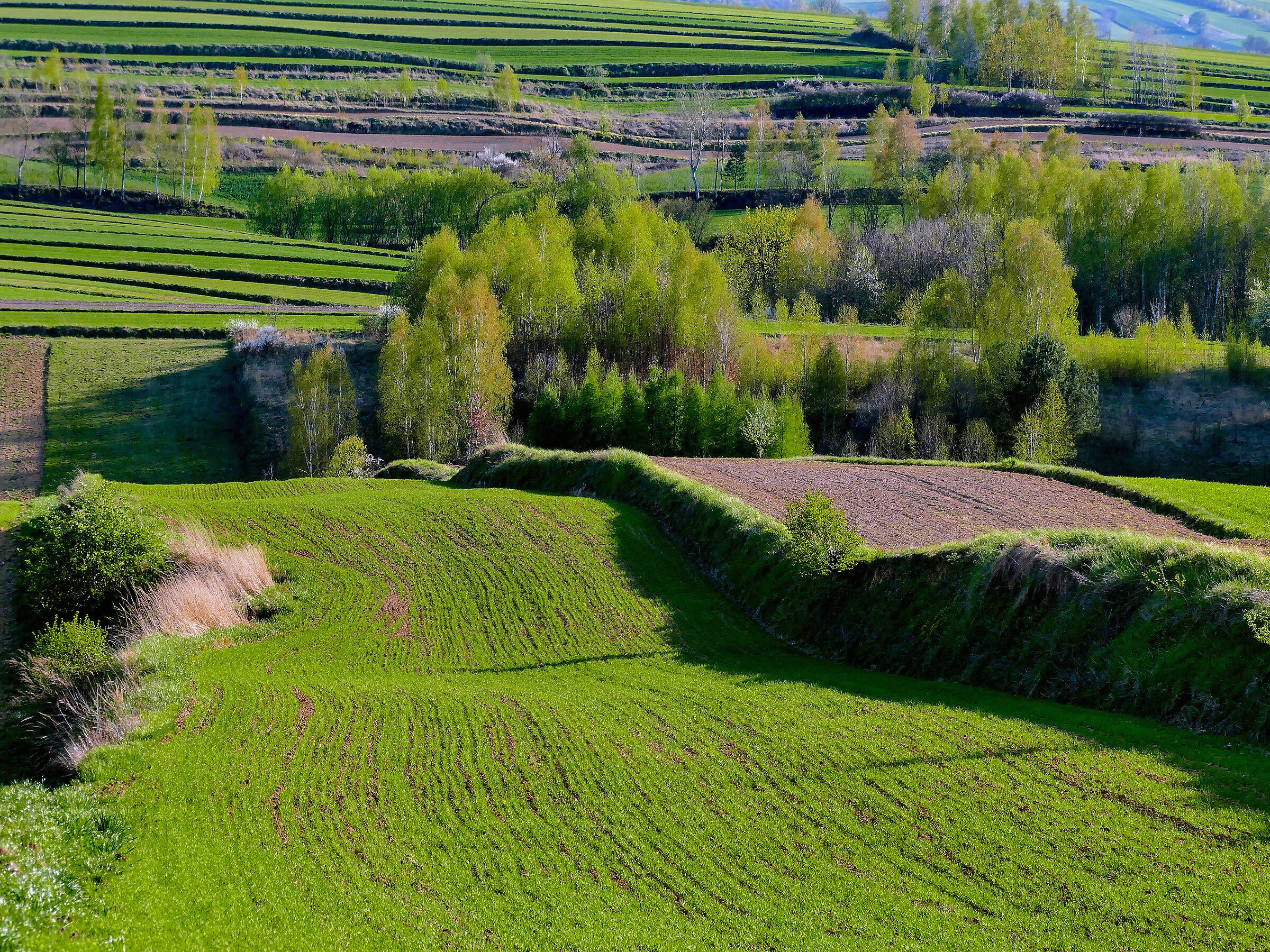 Green fields