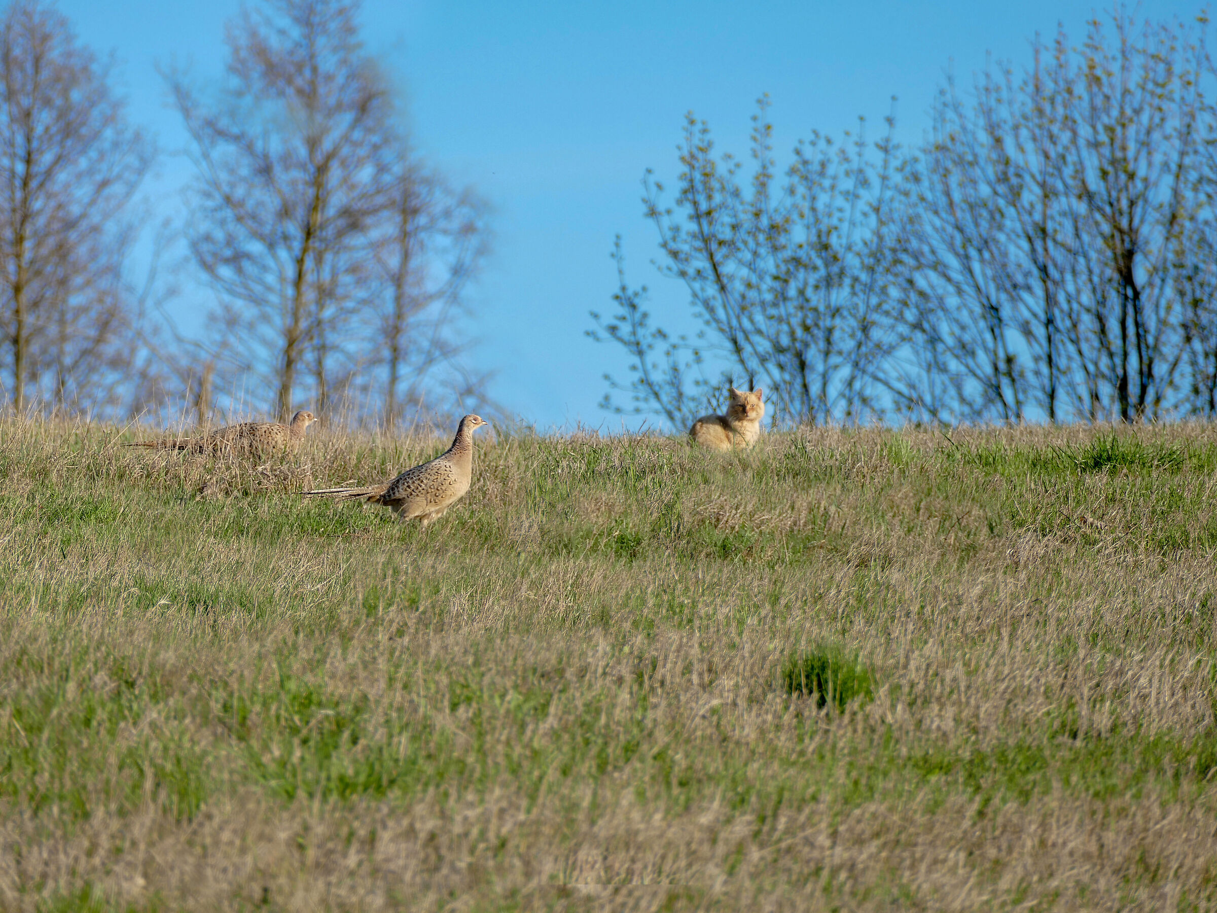 pheasants & cat