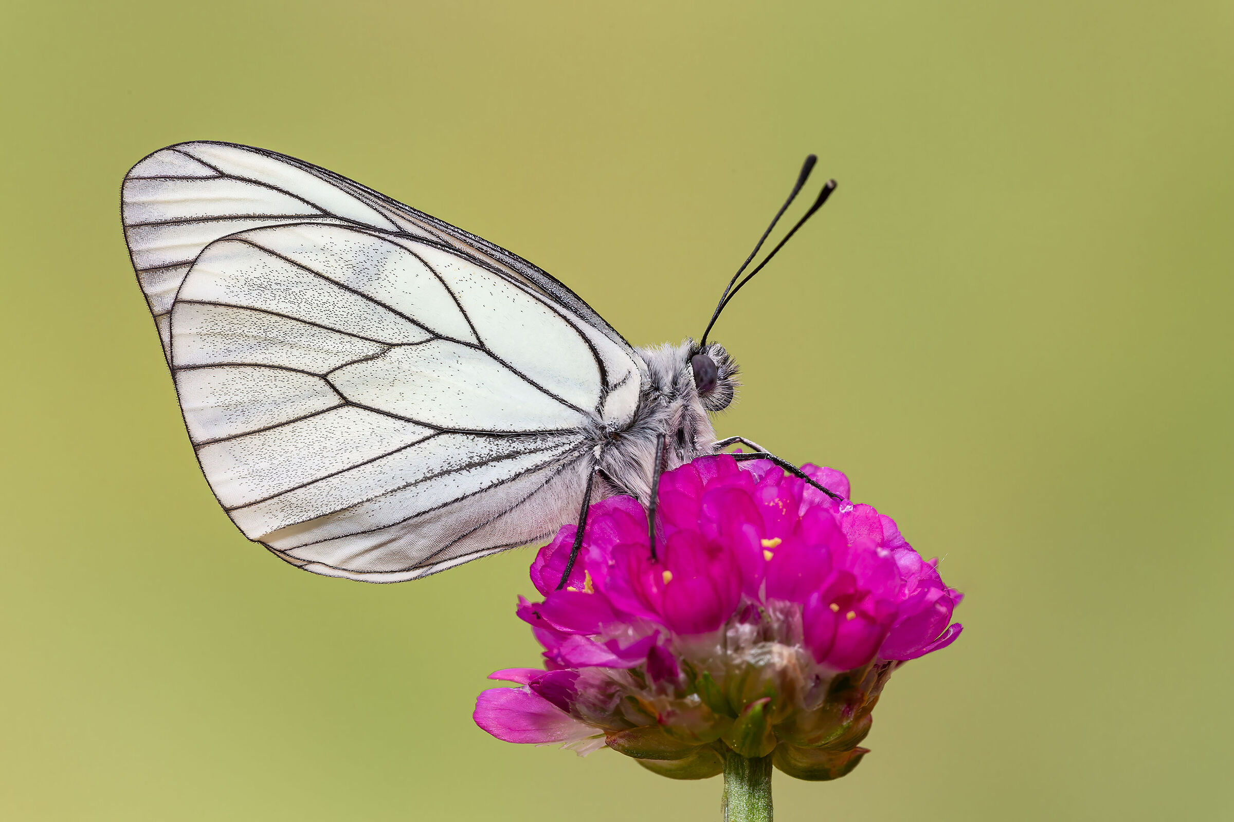 Aporia crataegi