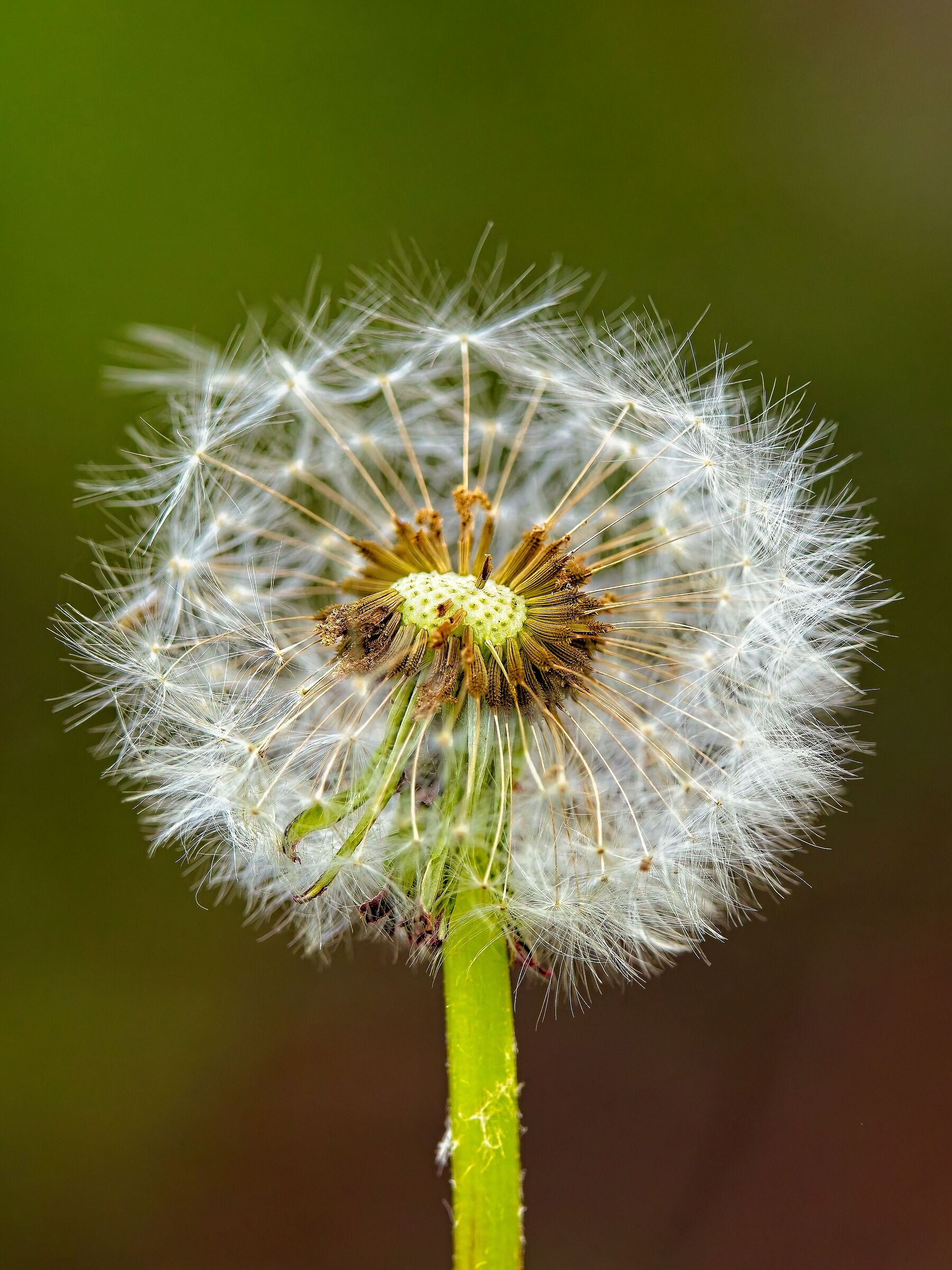 Dandelion  head