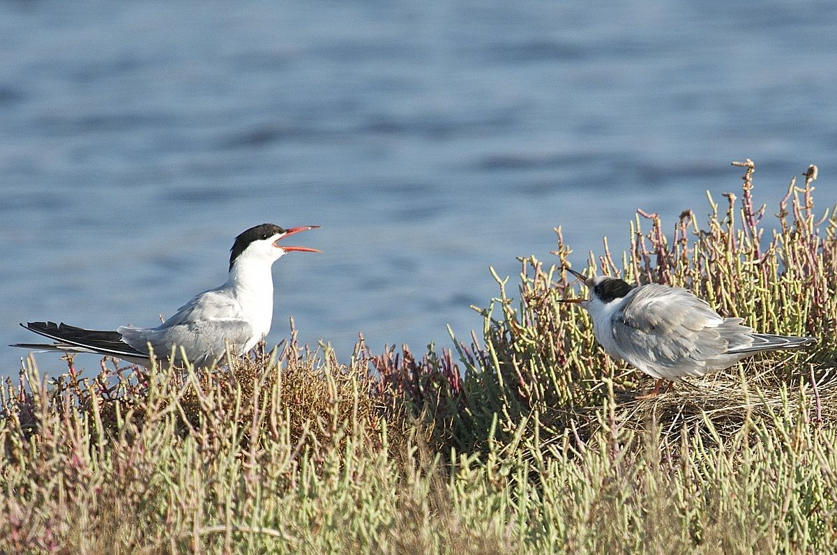 Alè oooh, alè oooh!