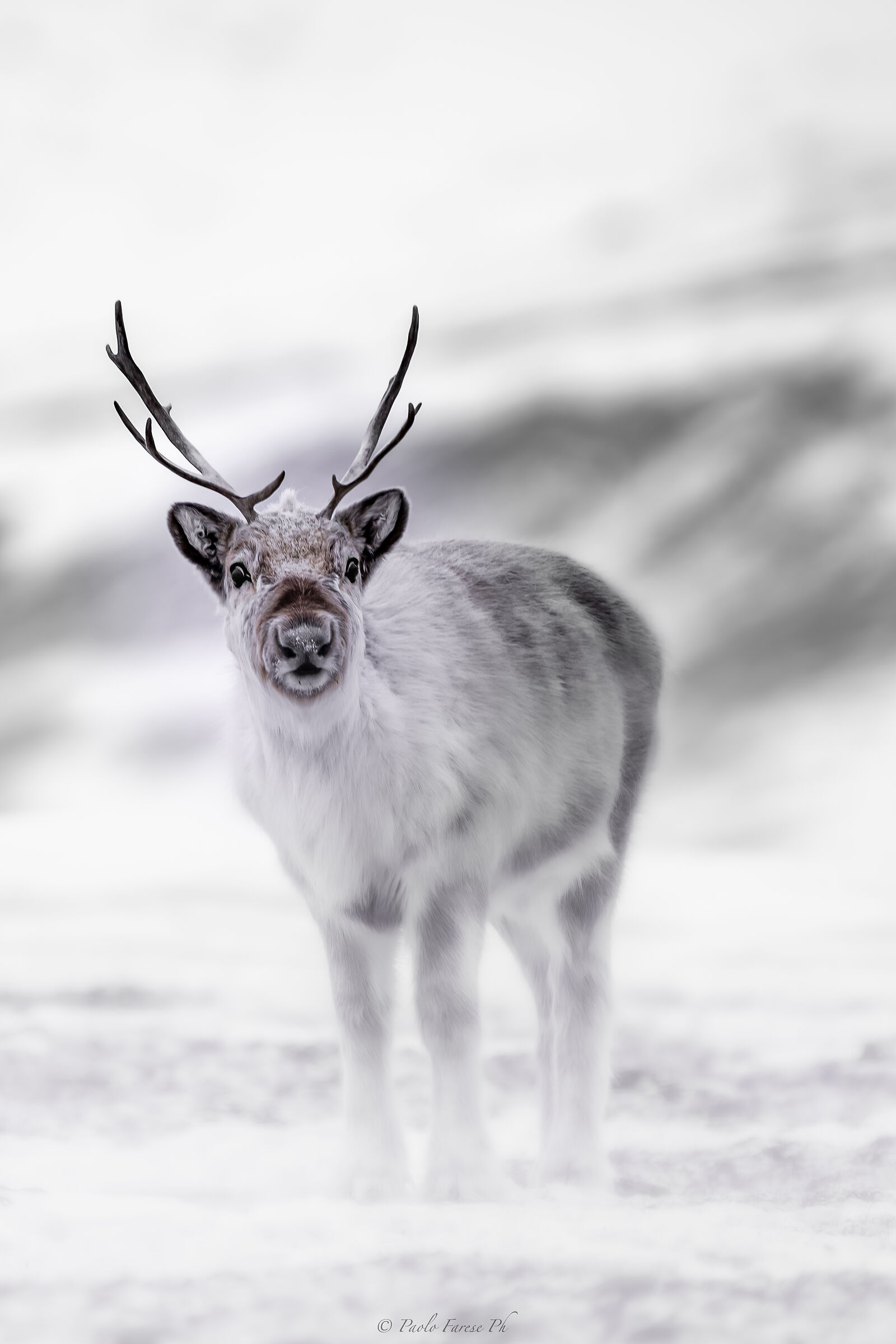 Arctic