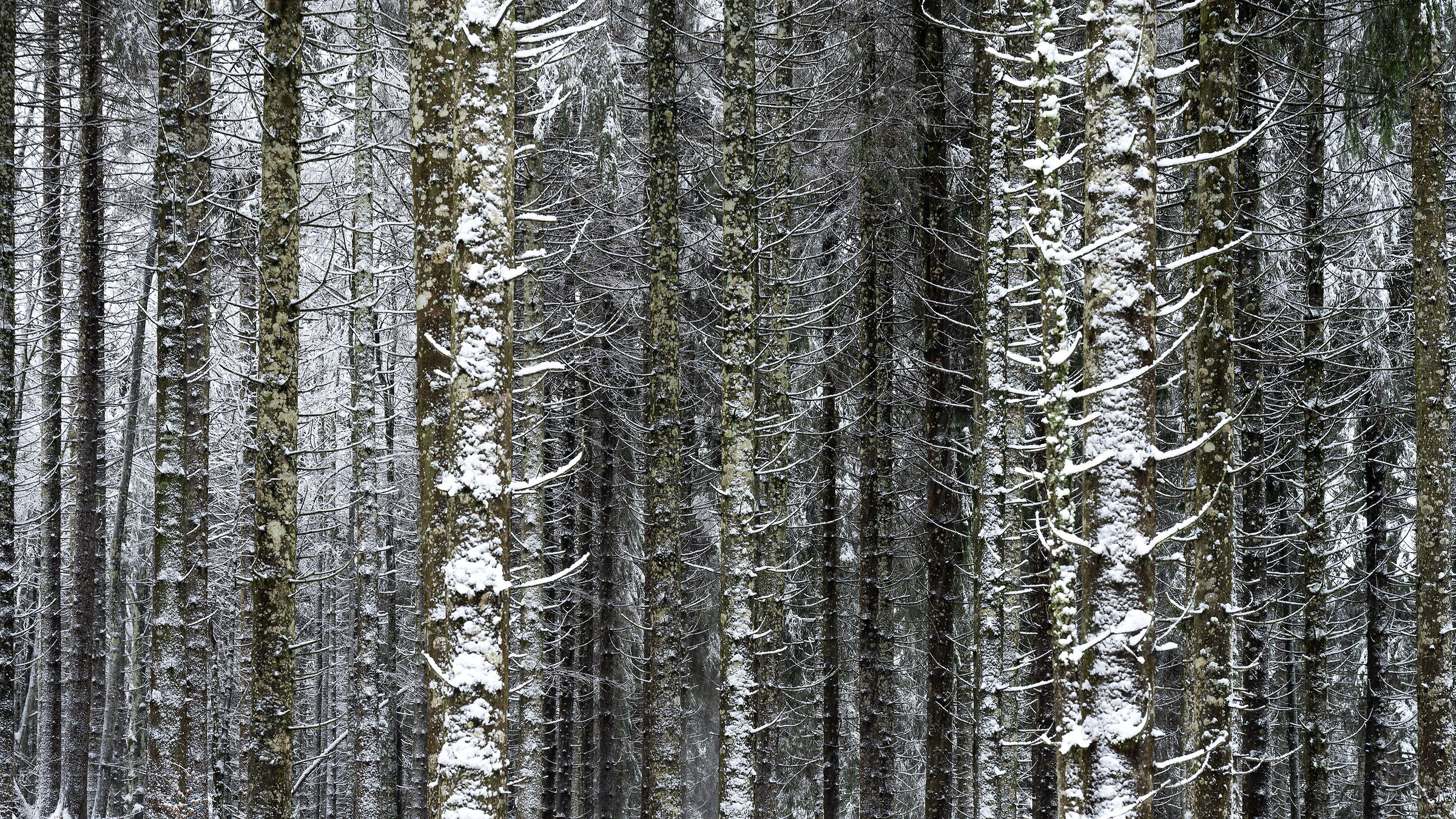 Abeti innevati