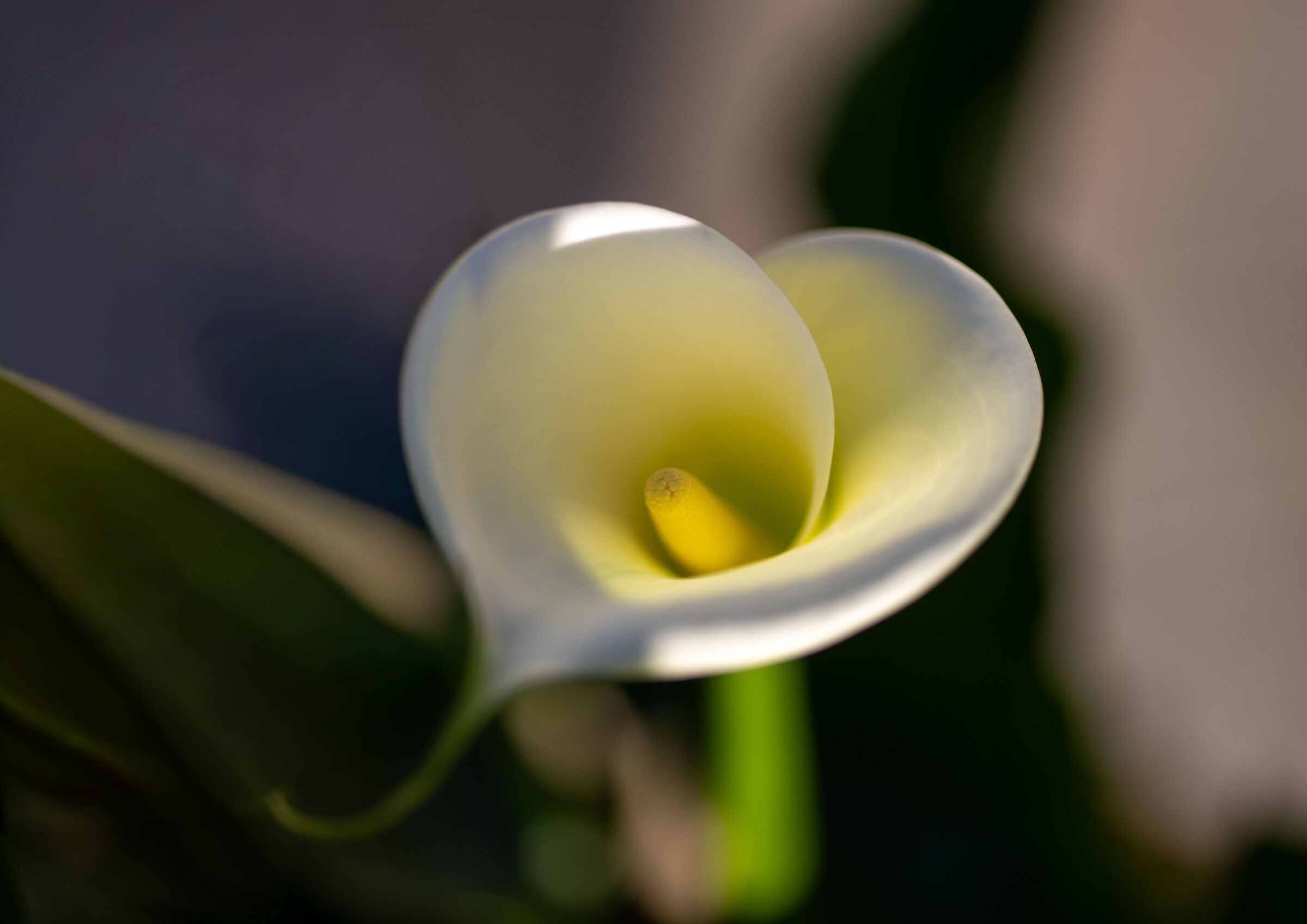 Calla lily