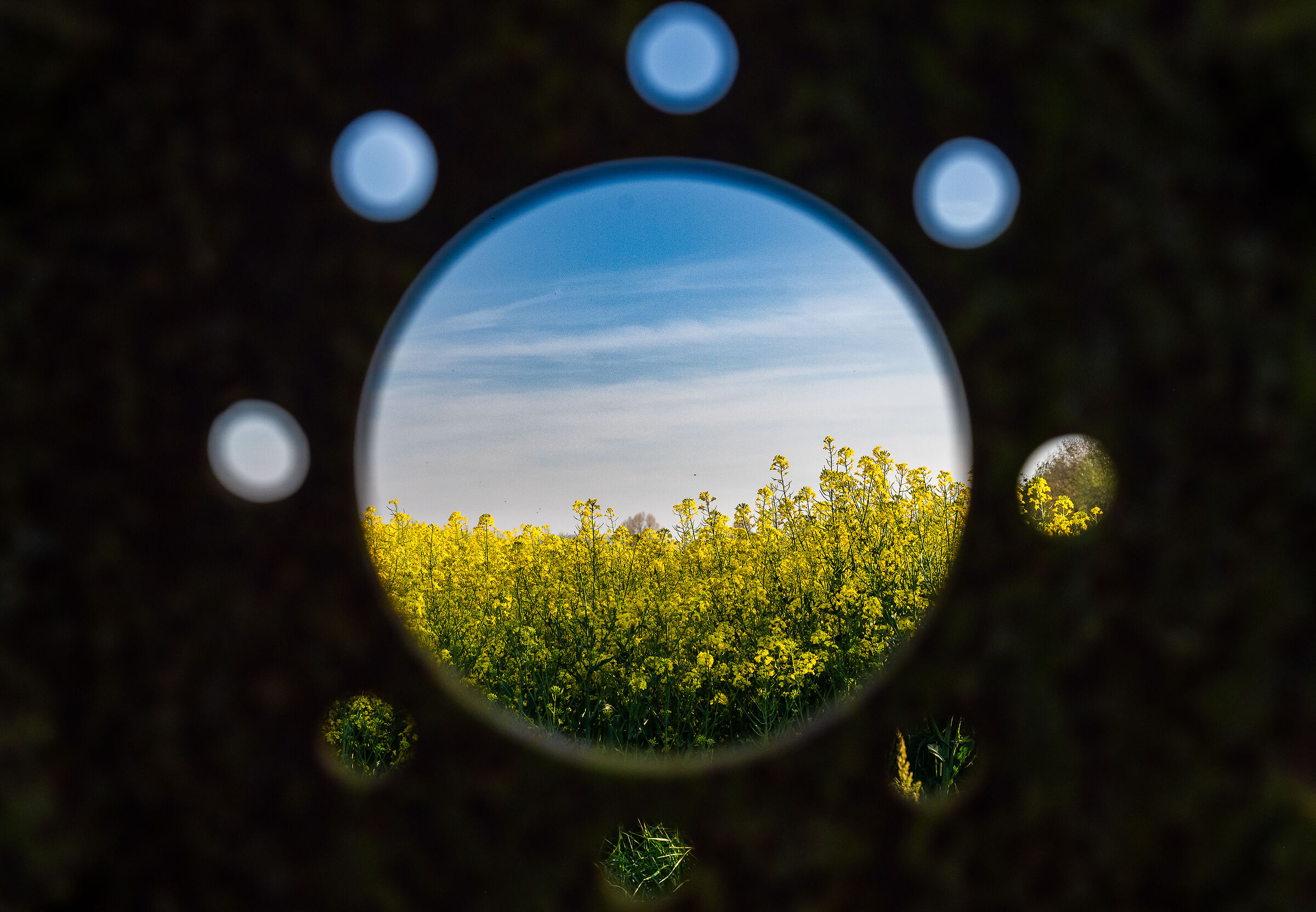 Yellow fields
