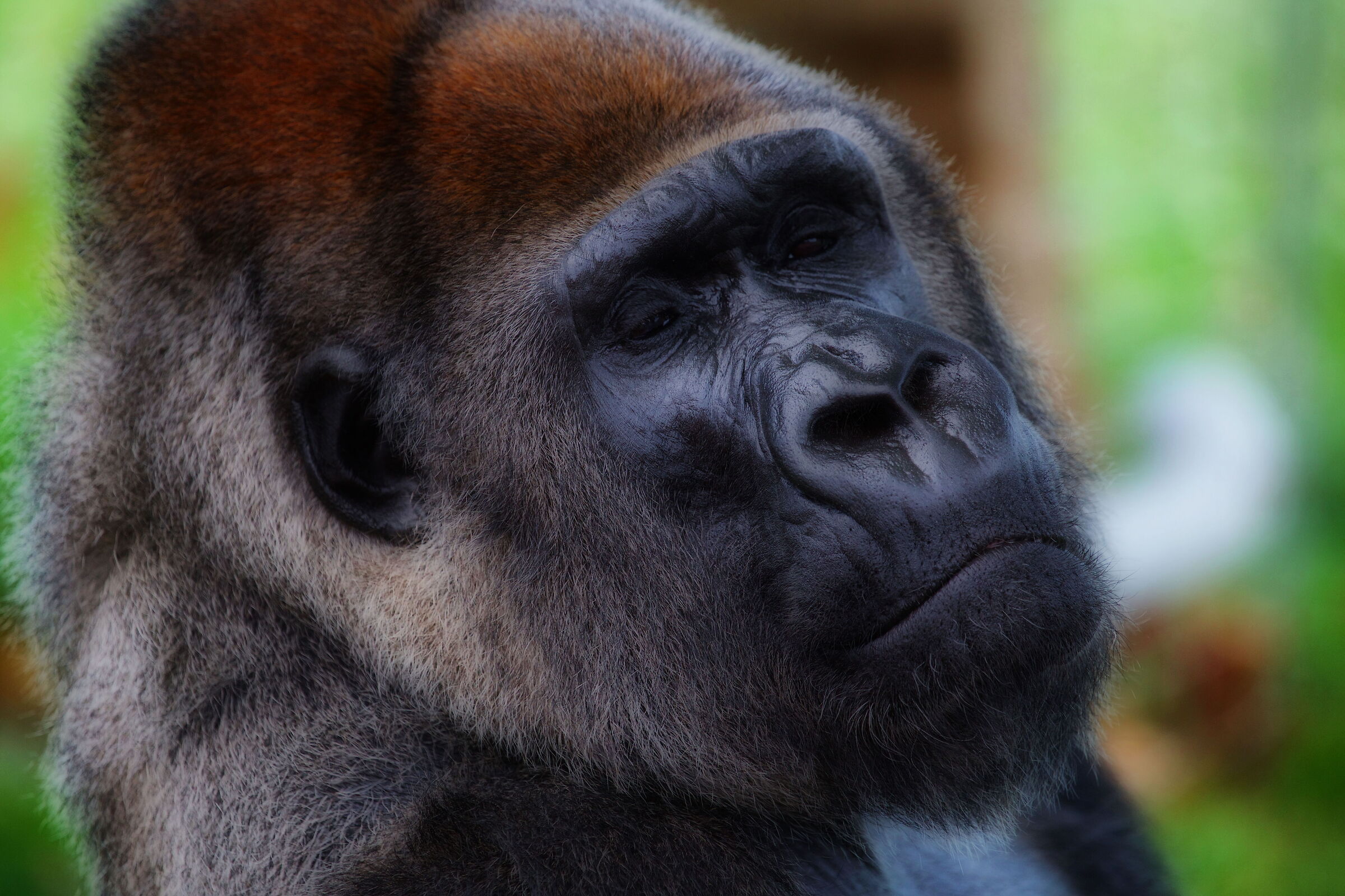 Gorillas