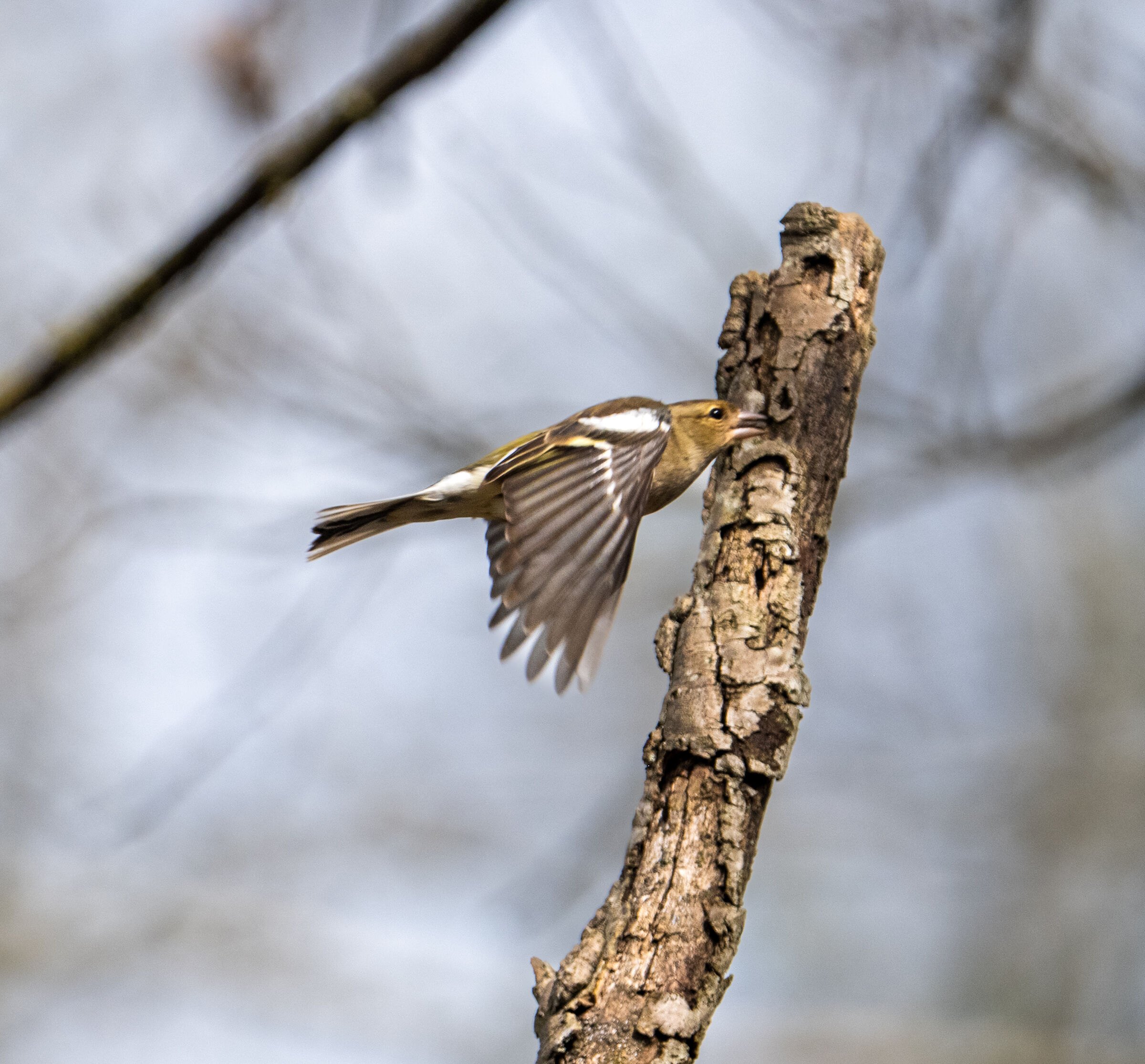 Flying