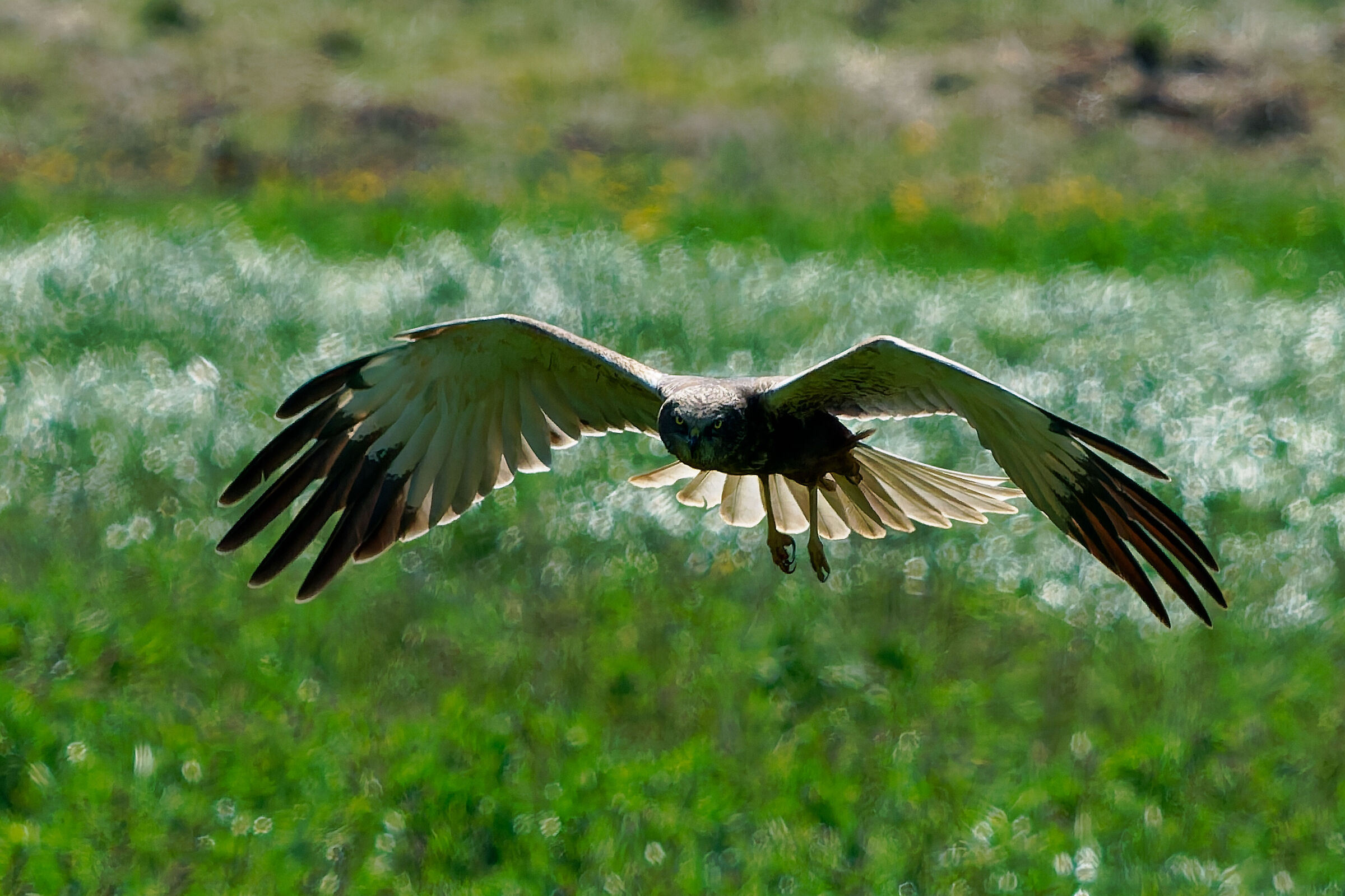 Marsh Harrier (m)