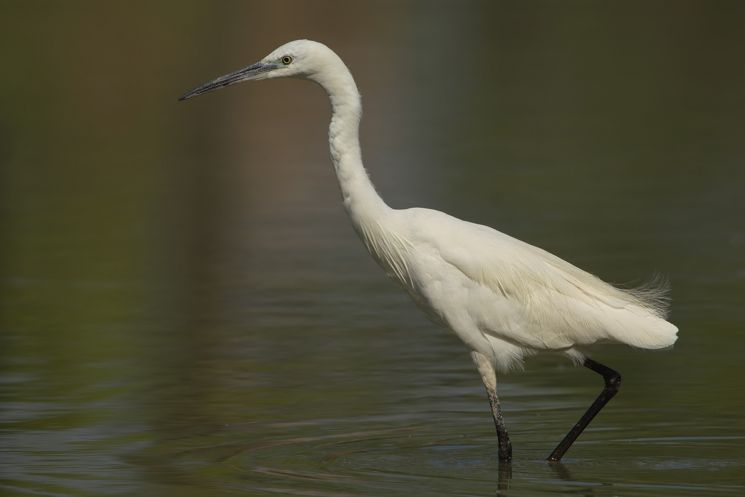 Egret at 4000px