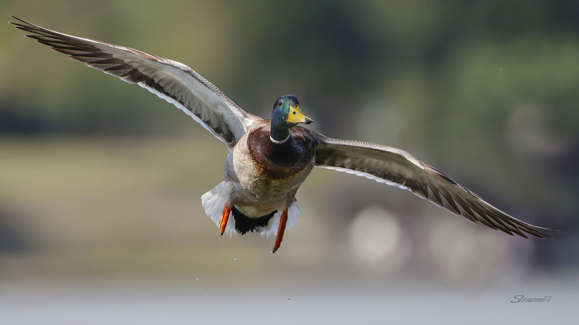 Mallard Male