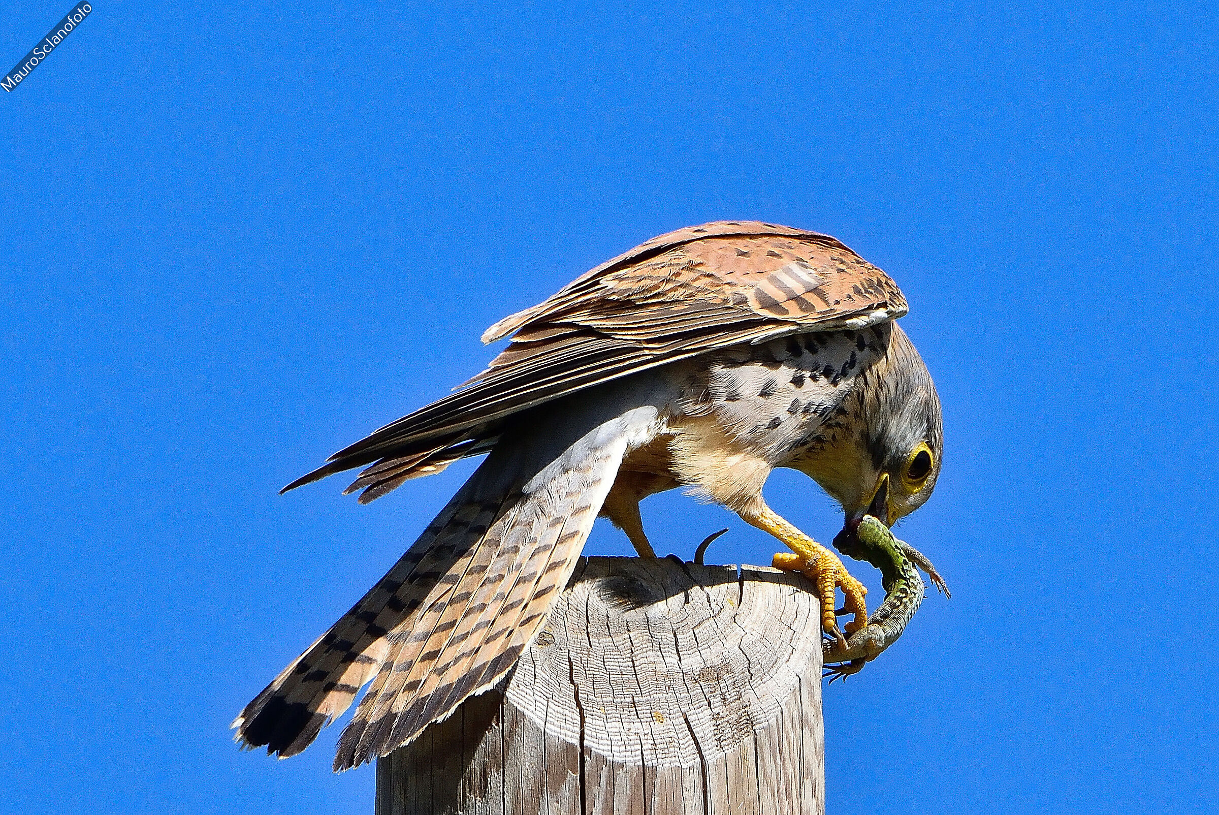 the lunch of the Kestrel