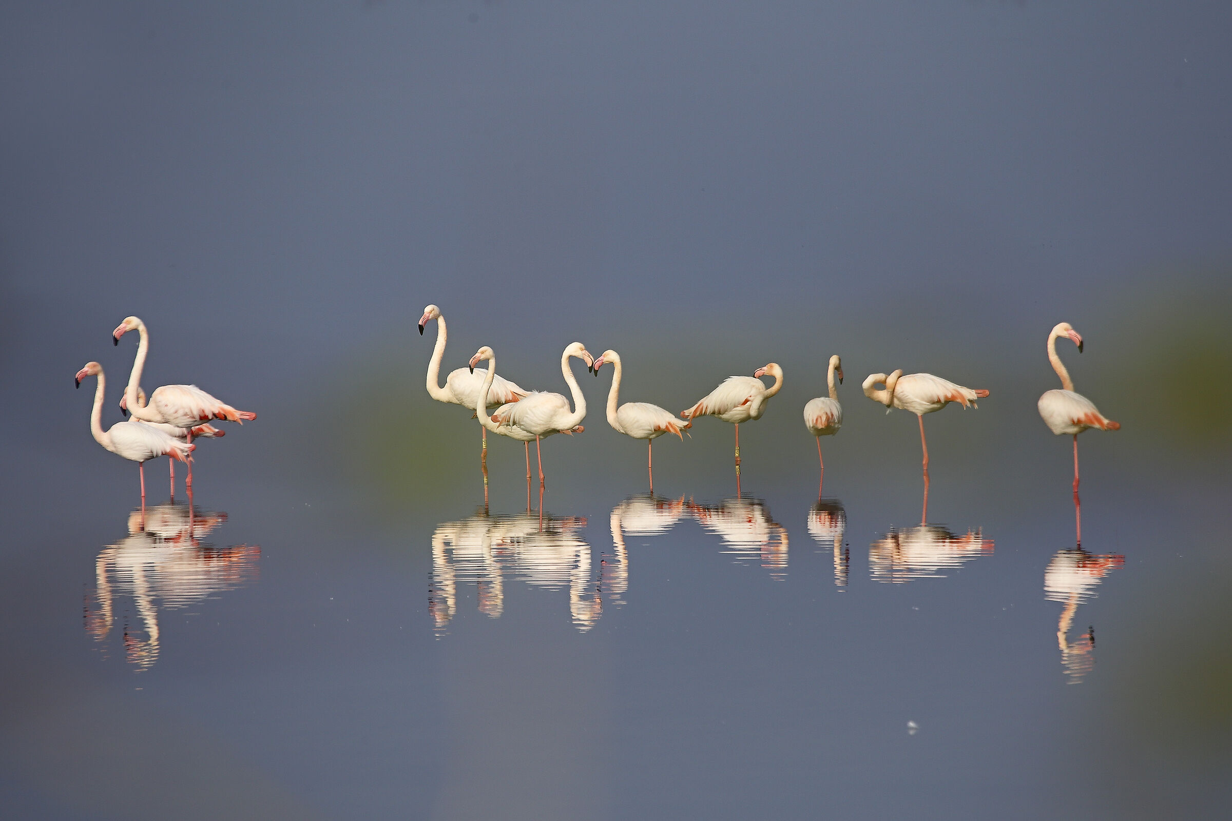 Riflessi