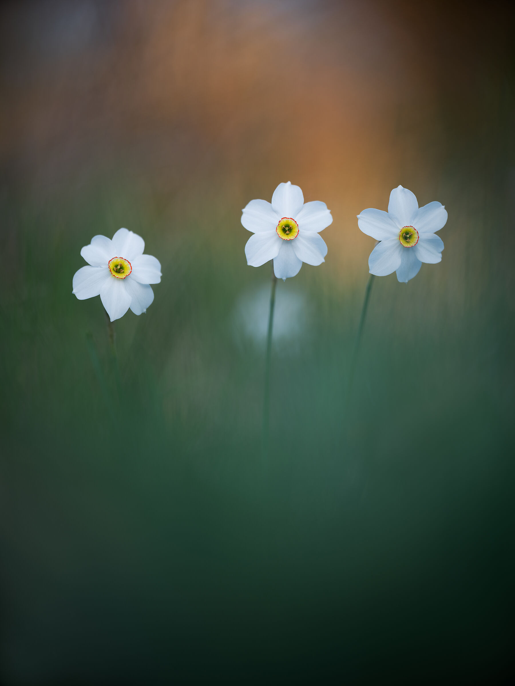 Narcissus poeticus