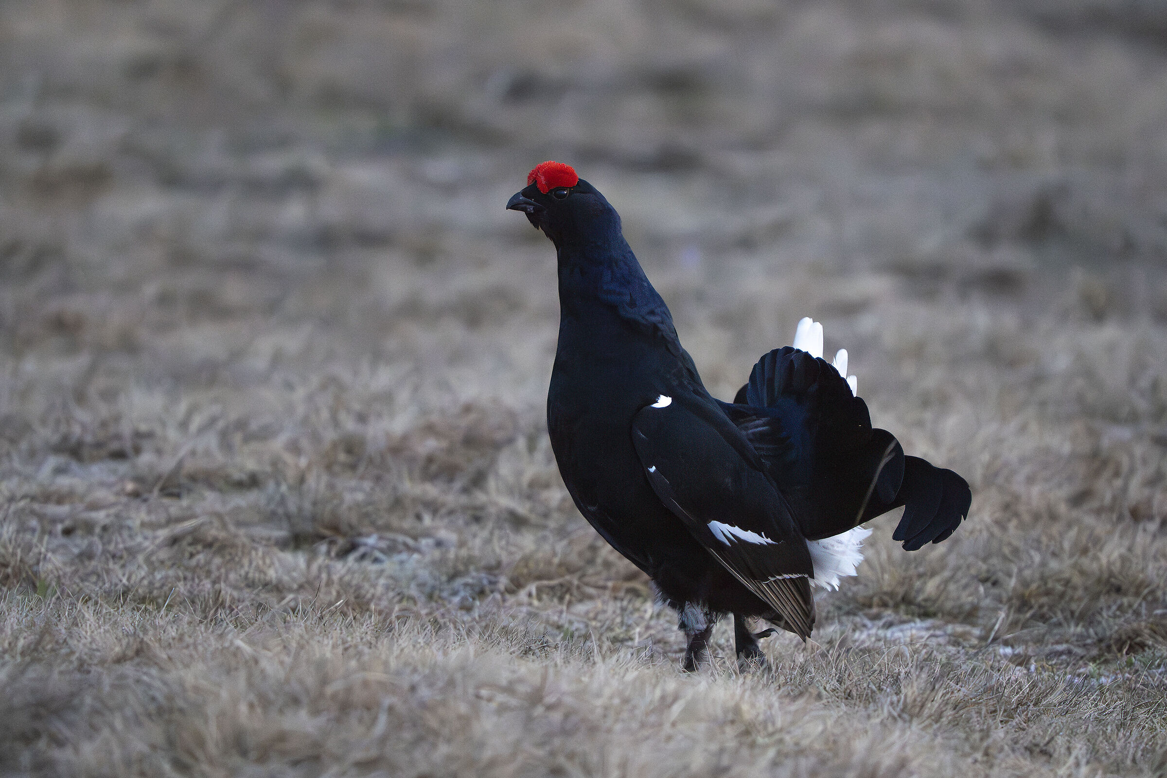 Black grouse