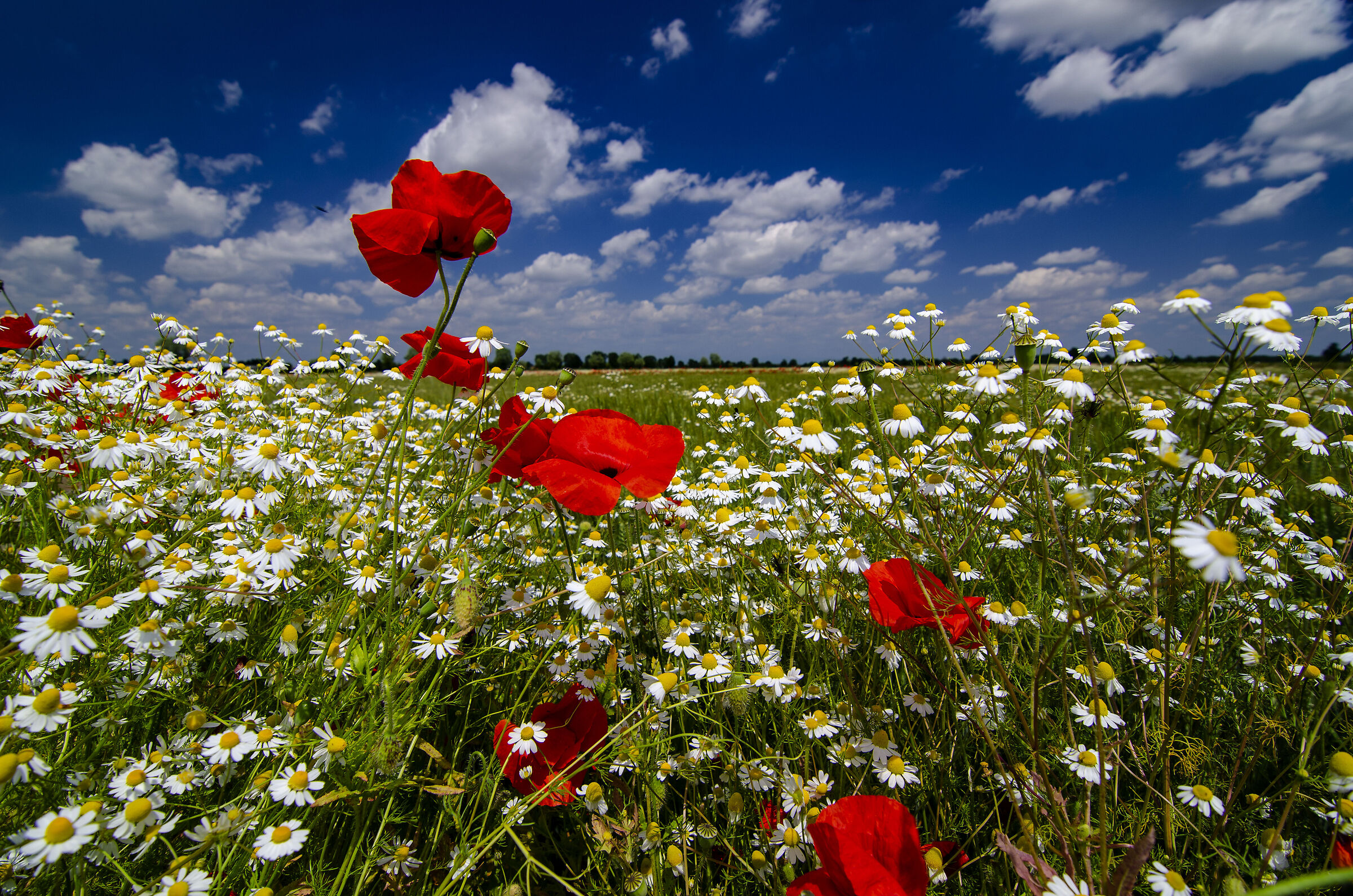 Campo di Camomilla e Papaveri 2