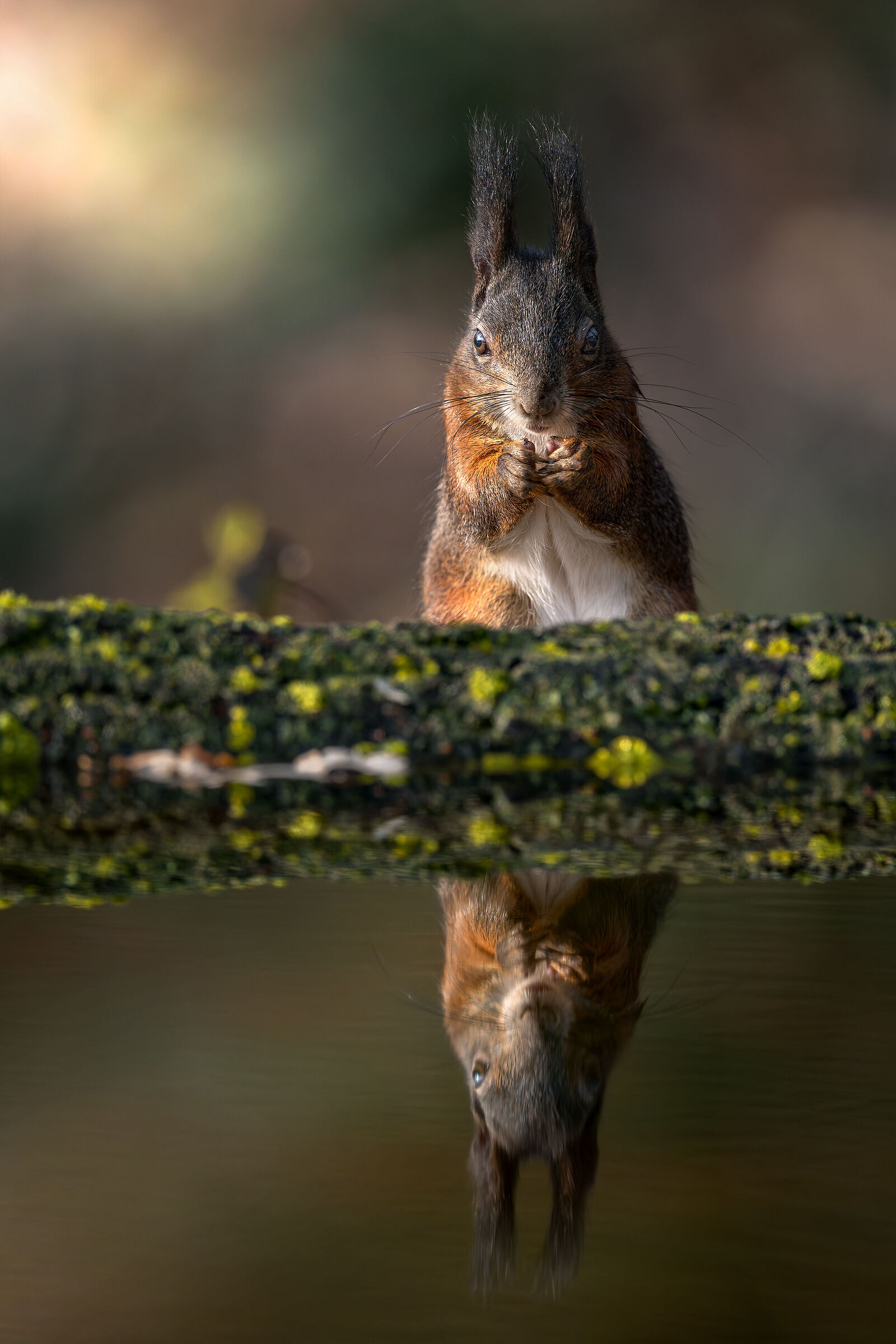 Squirrel