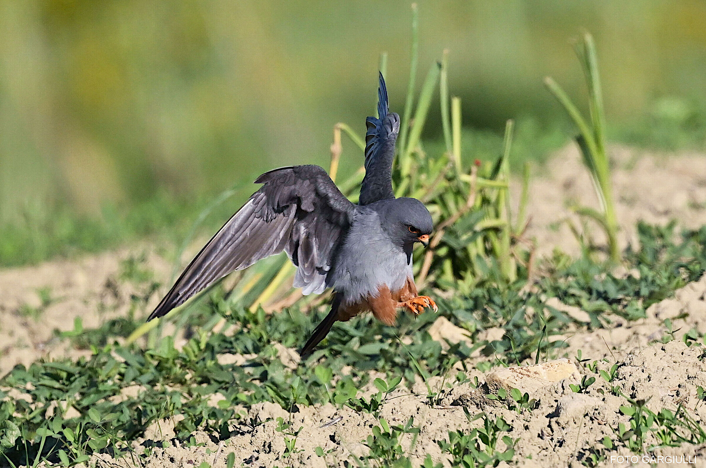 Male Cuckoo Falcon