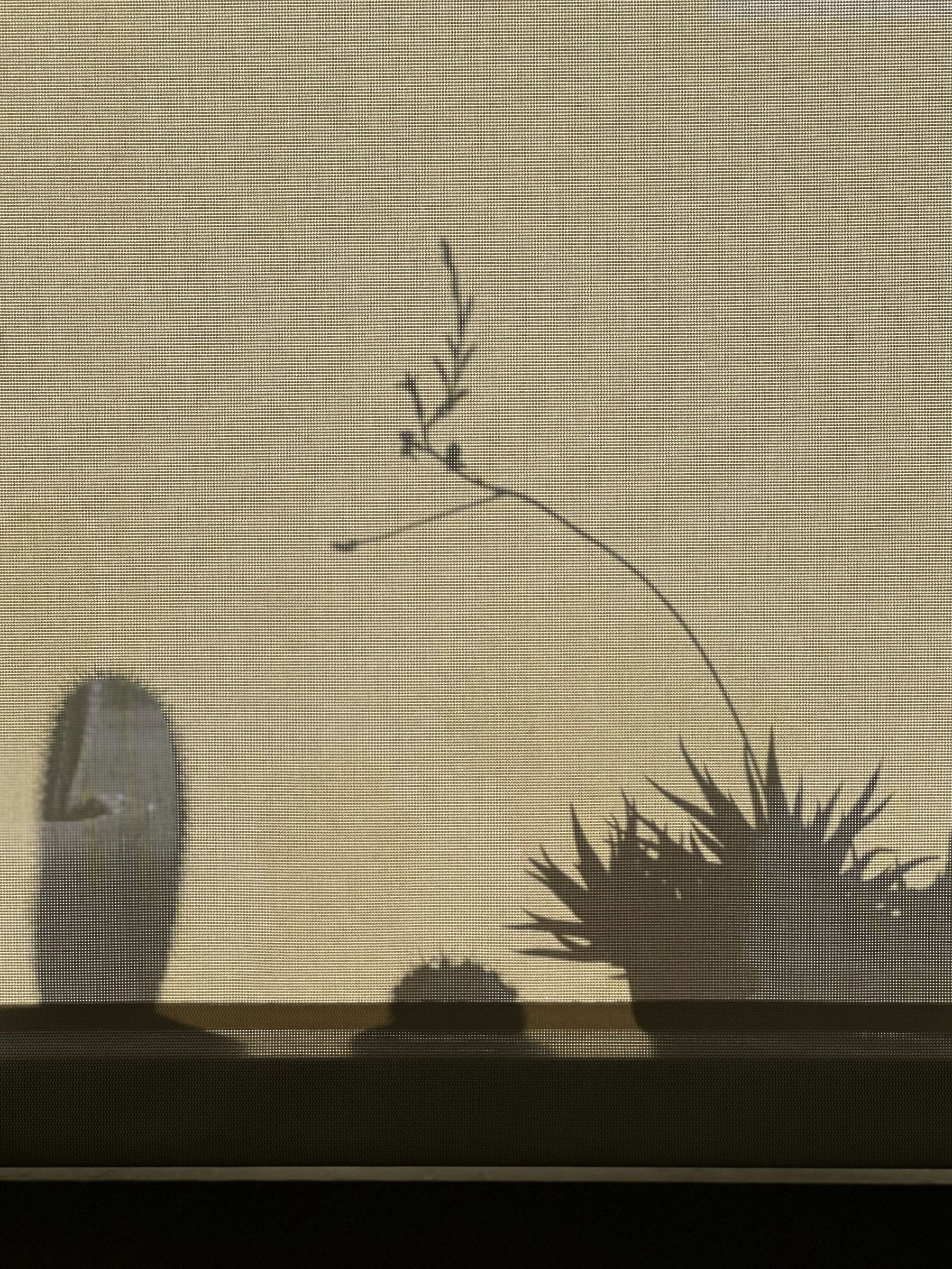 Spring transparencies