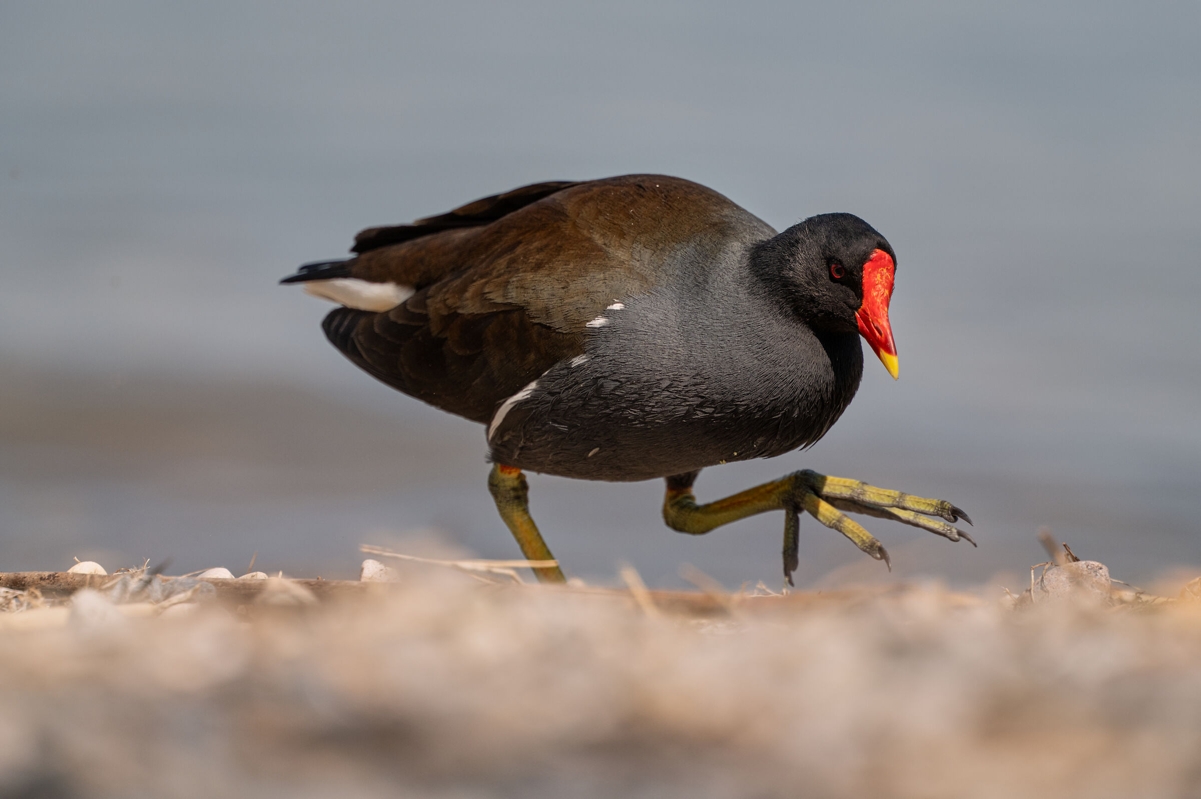 Gallinella d'acqua