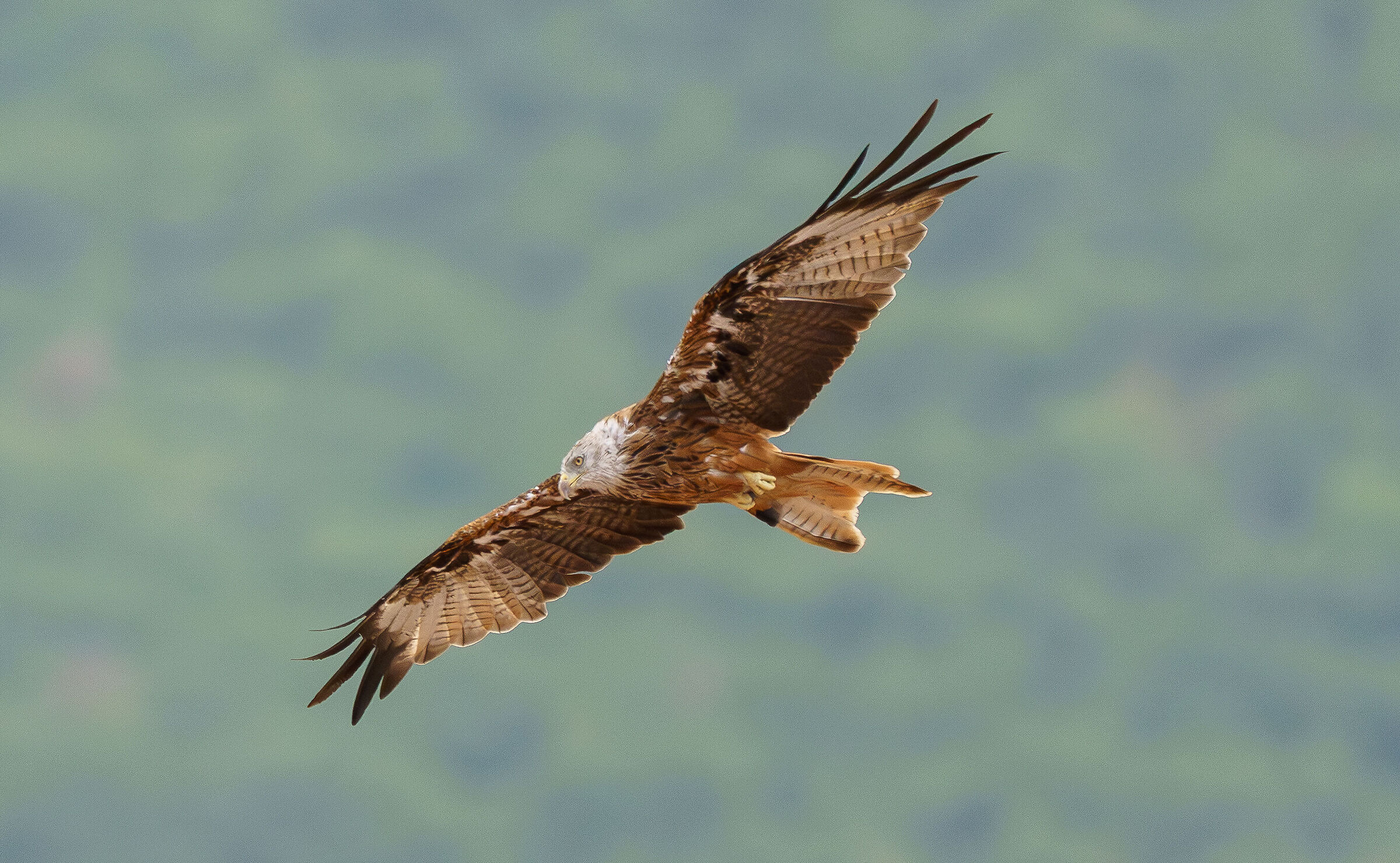 Red Kite in flight