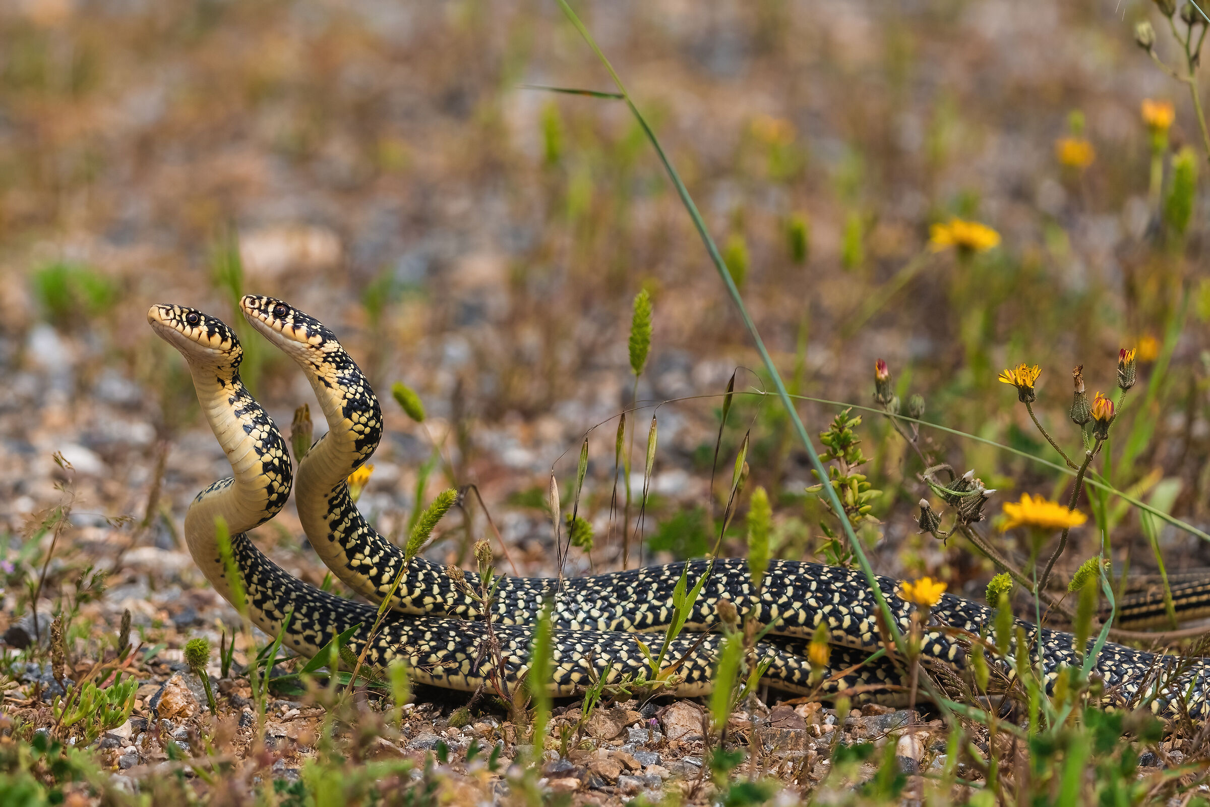 Male Fight