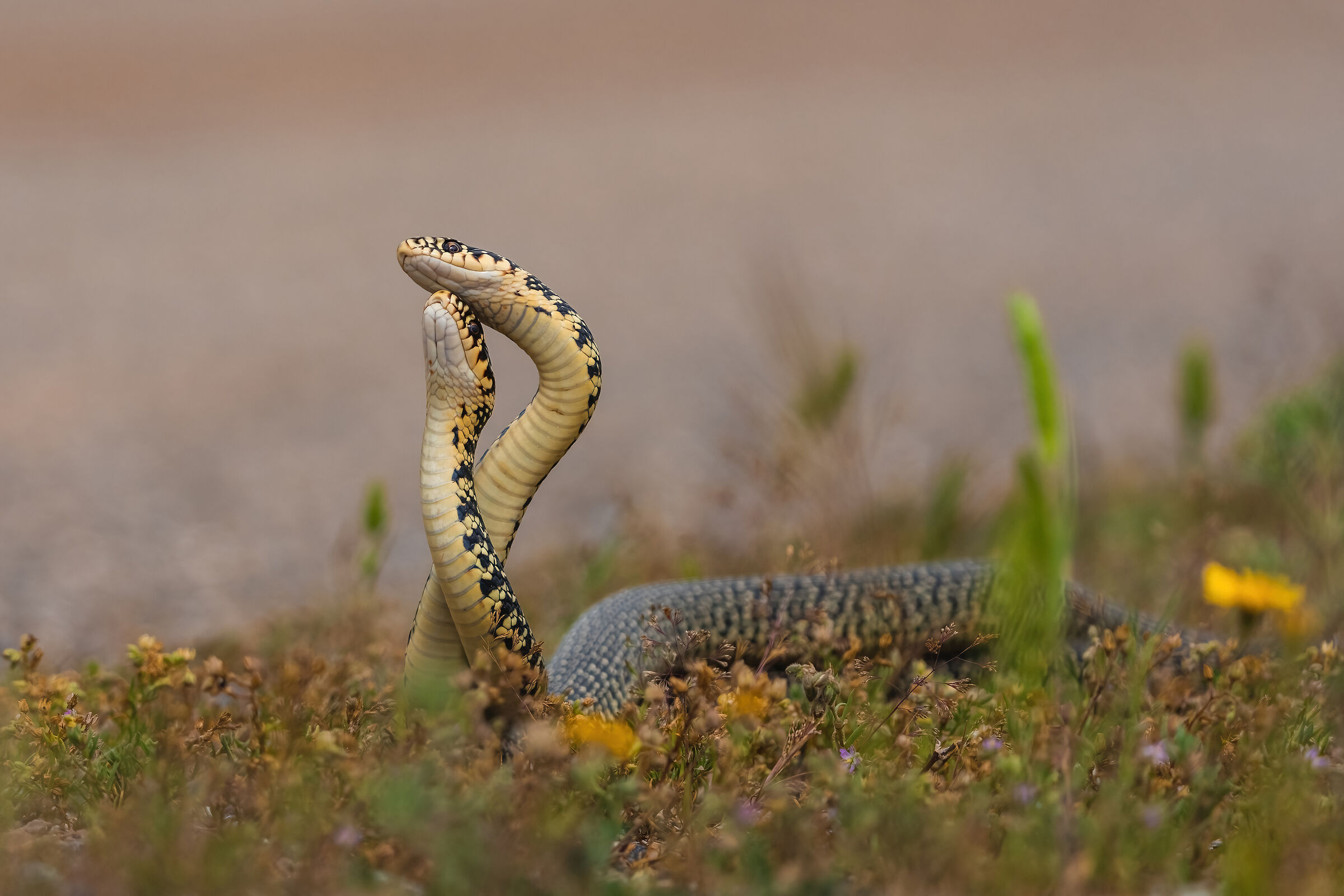 Male Fight