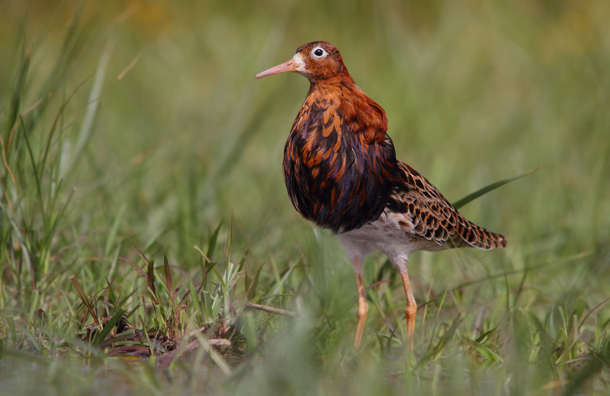 combattente in abito riproduttivo