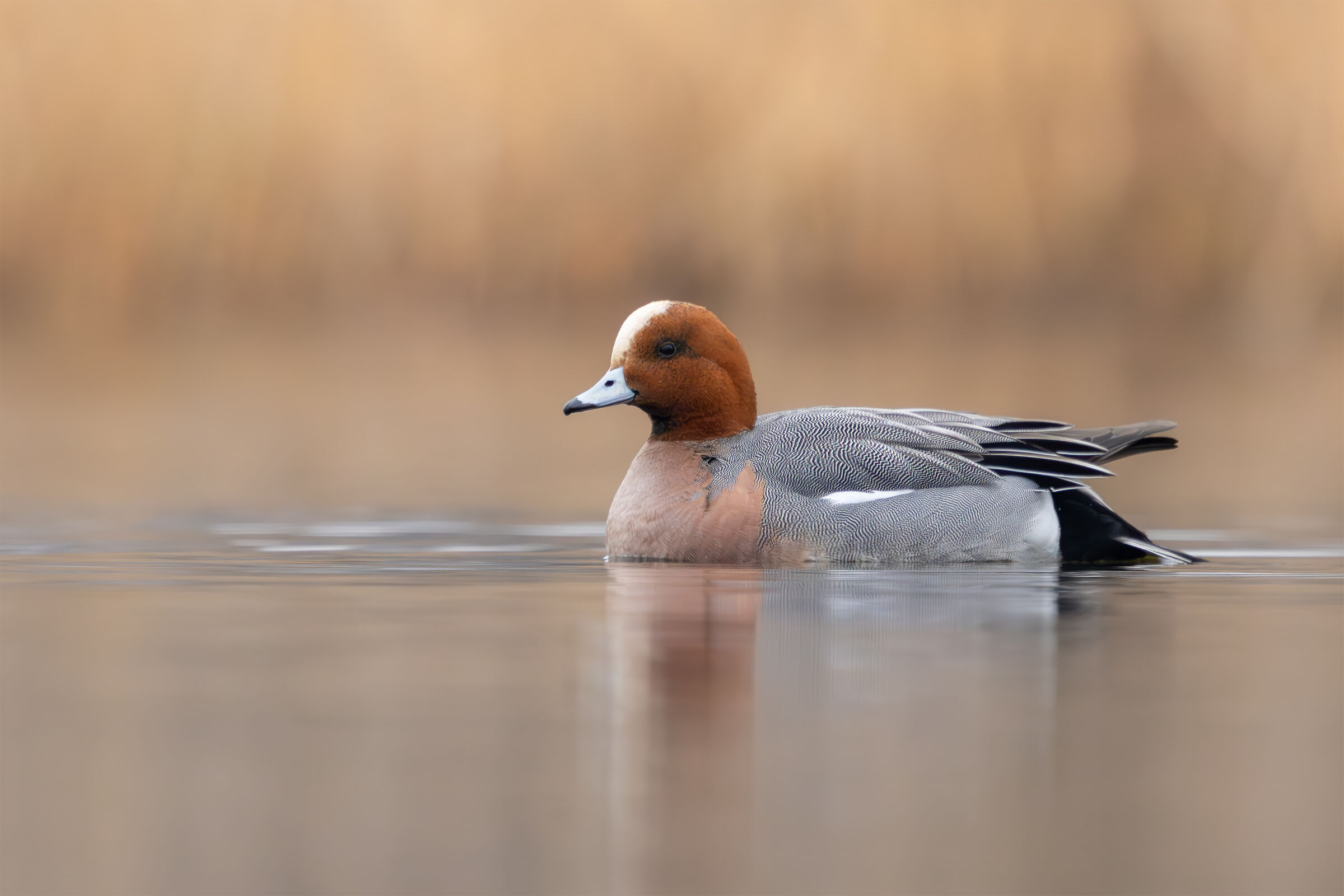 Wigeon