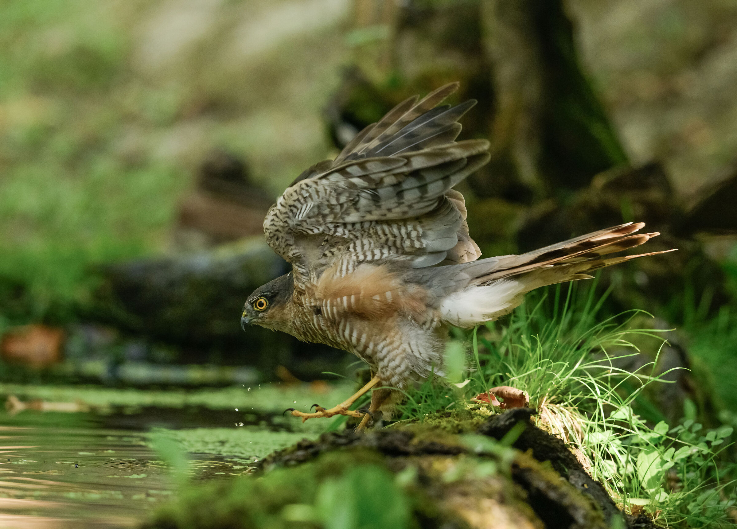 sparviere
