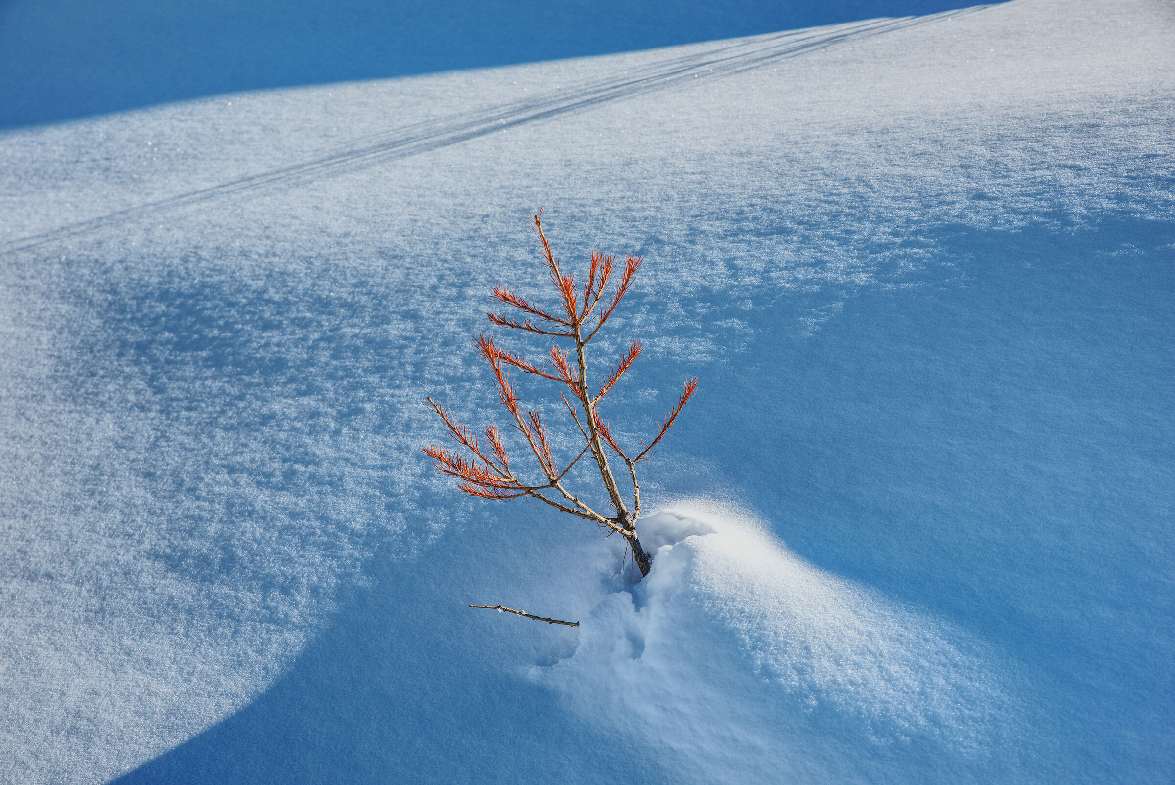 future larch