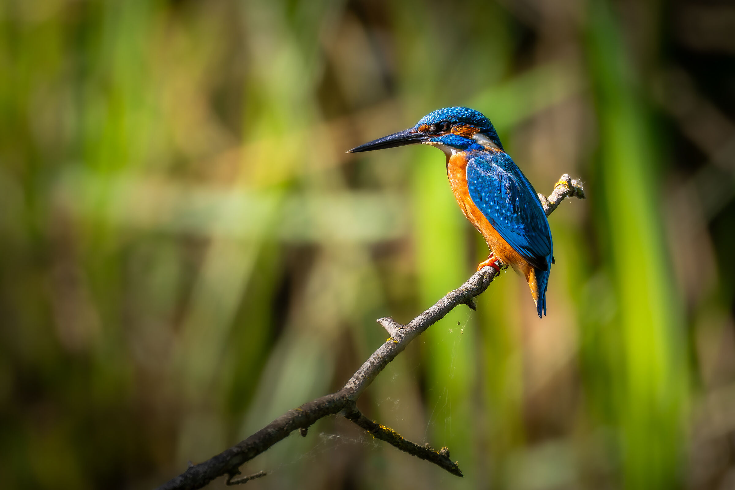 Kingfisher