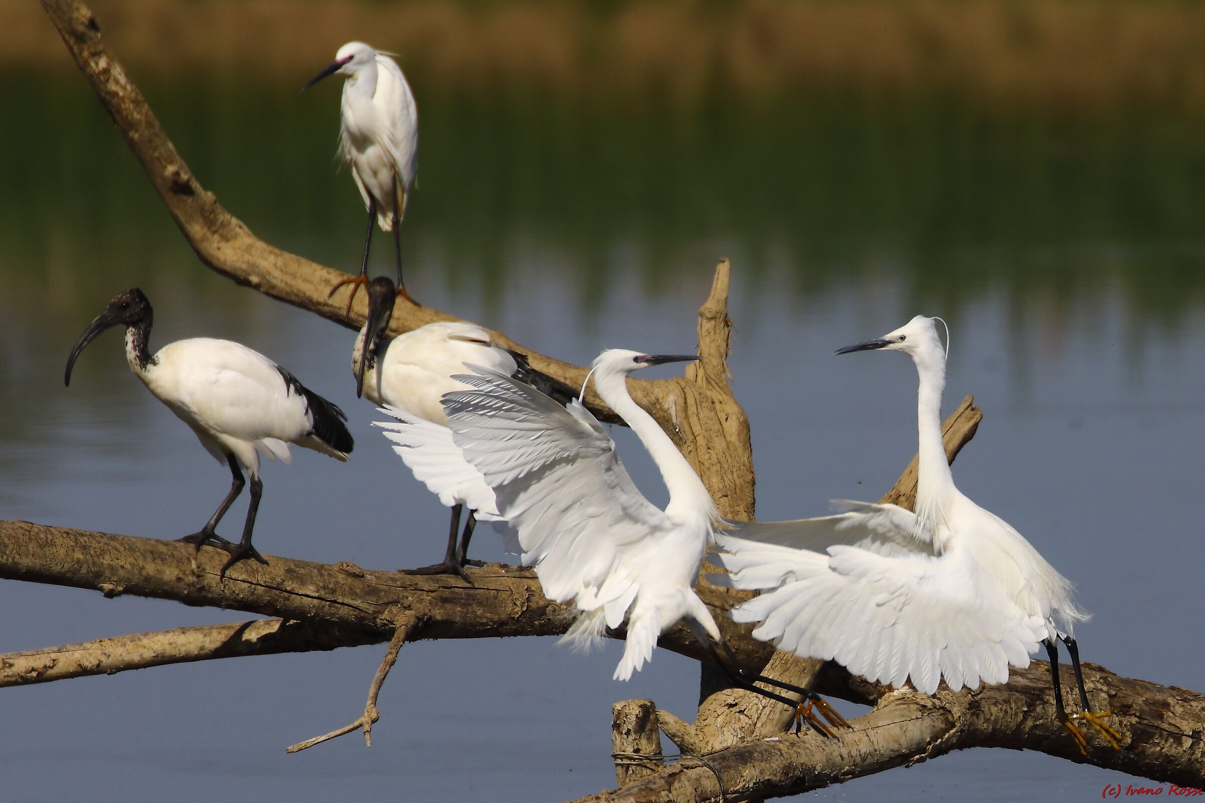 Egrets