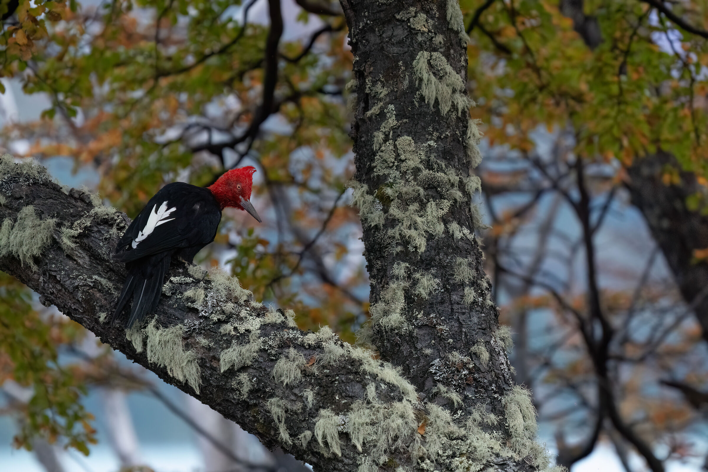Magellanic Spotted Woodpecker